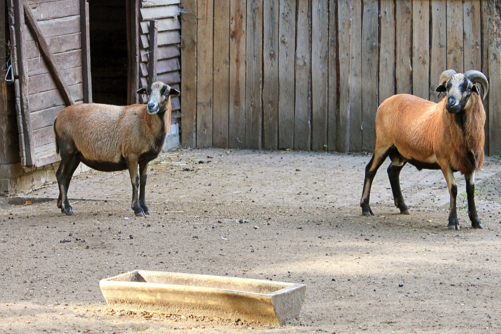 Canon EF-S 55-250mm F4-5.6 IS II sample photo. Sheep, bock, mutton photography