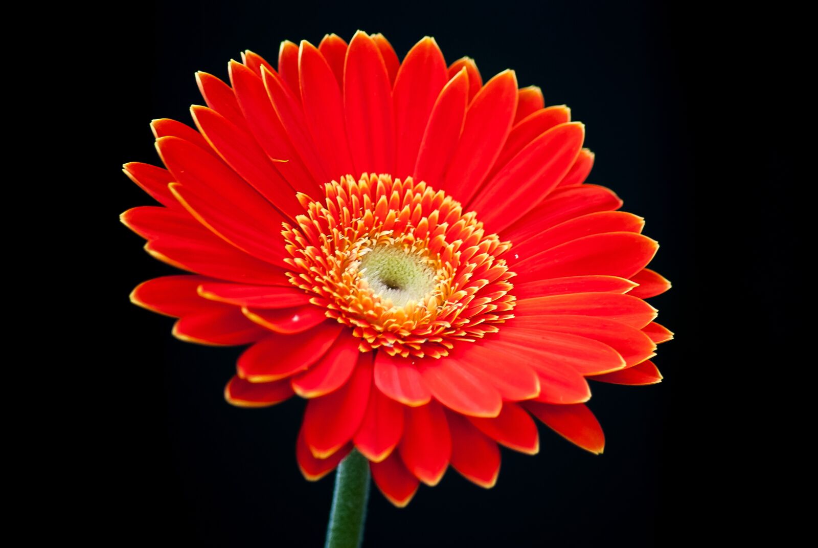 Nikon D3000 sample photo. Gerbera, garden, flower photography