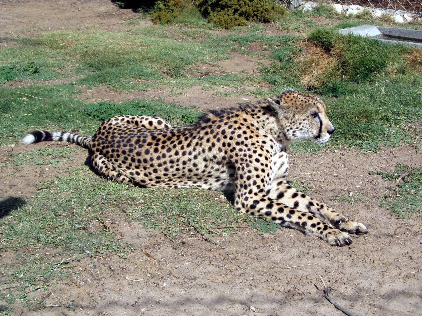 Canon PowerShot SX150 IS sample photo. Cheetah, africa, wildlife photography