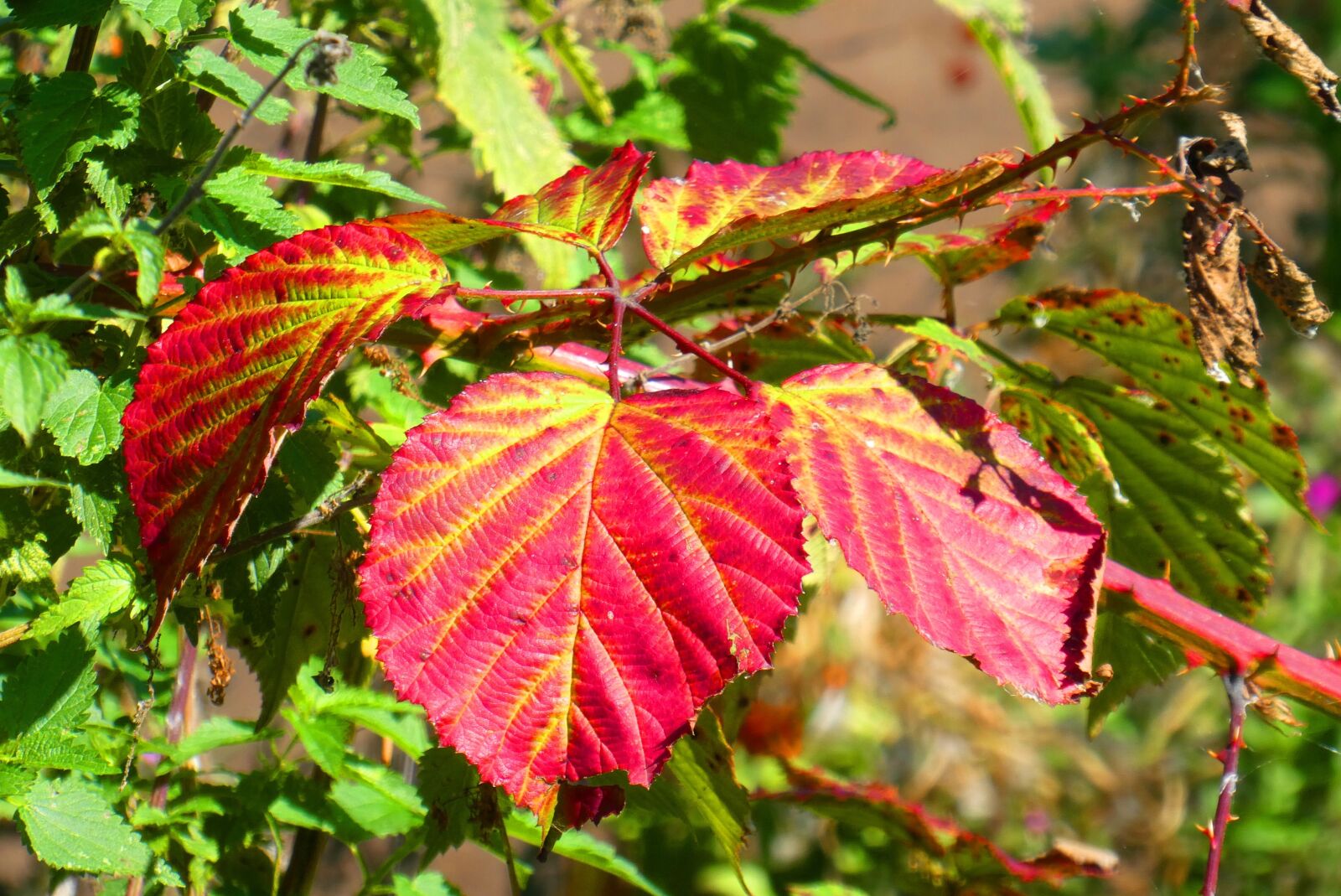 Panasonic Lumix DC-ZS70 (Lumix DC-TZ90) sample photo. Autumn leaf, colors, autumn photography