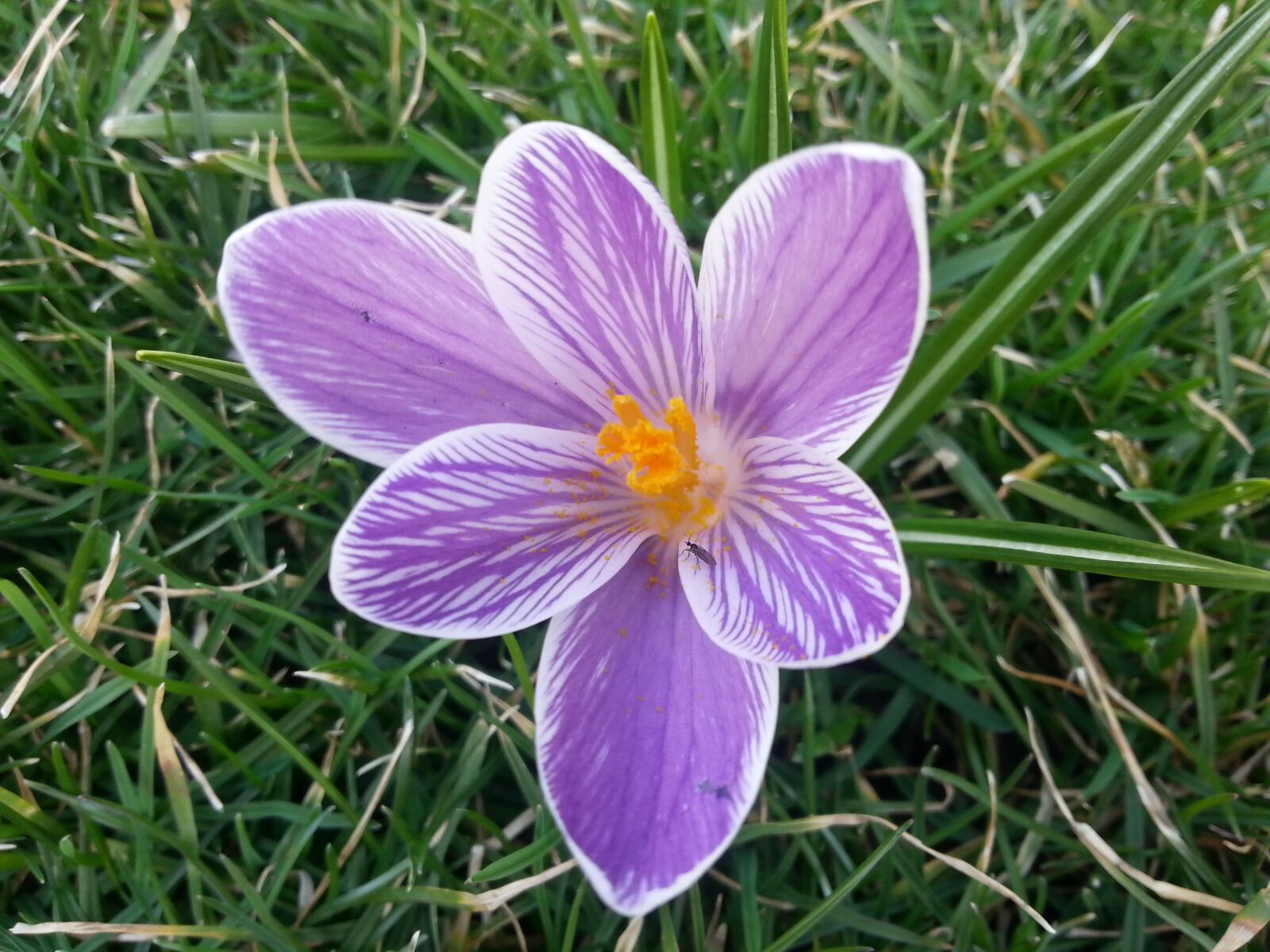 Samsung Galaxy S3 sample photo. Crocus, spring, flowers photography