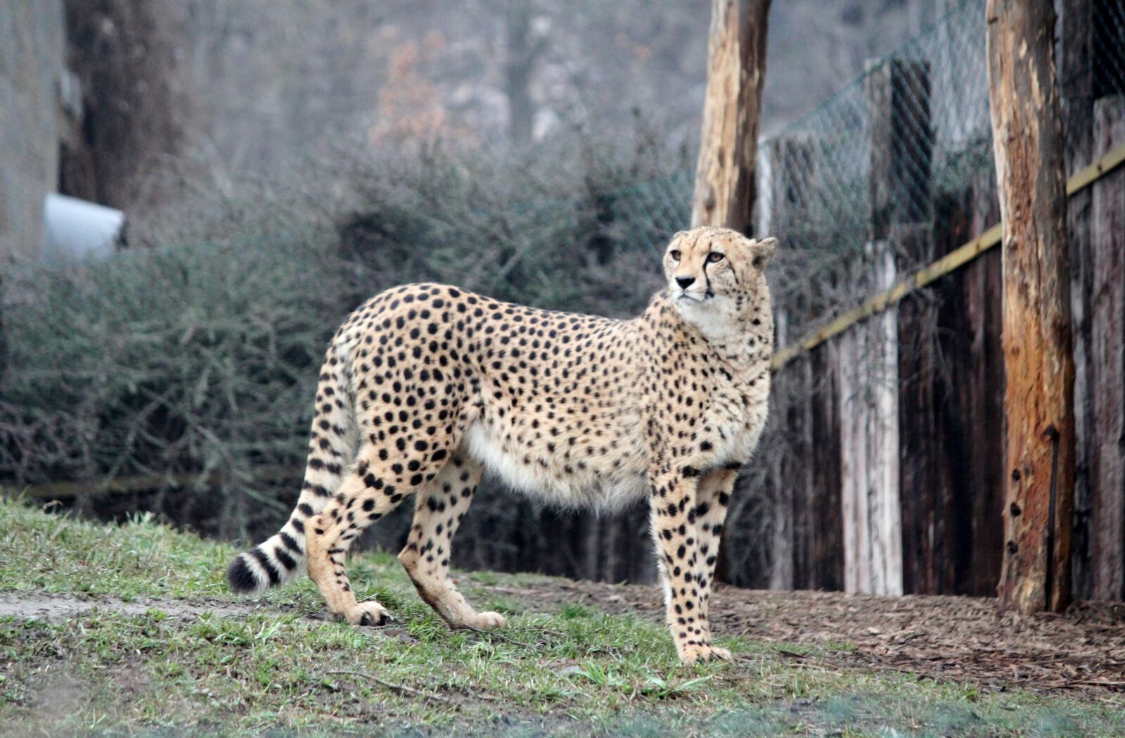 Canon EOS 550D (EOS Rebel T2i / EOS Kiss X4) sample photo. Cheetah, zoo, beast photography