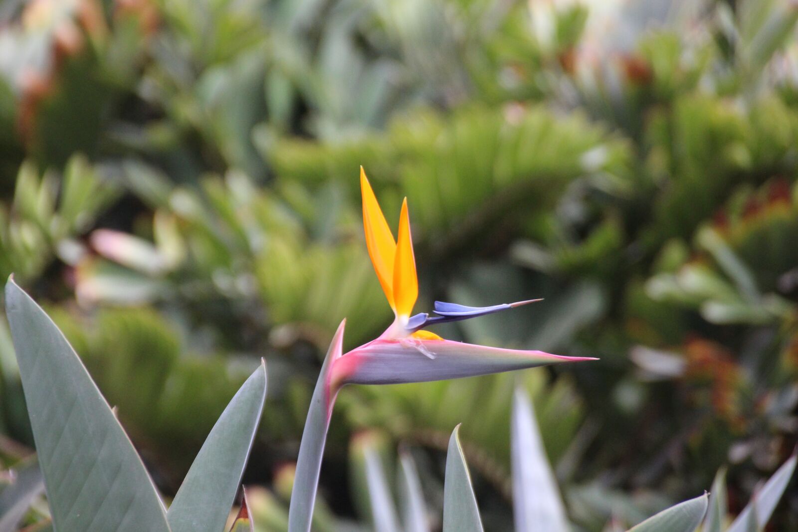 Canon EOS 700D (EOS Rebel T5i / EOS Kiss X7i) sample photo. Fuerteventura, flamingo flower, south photography