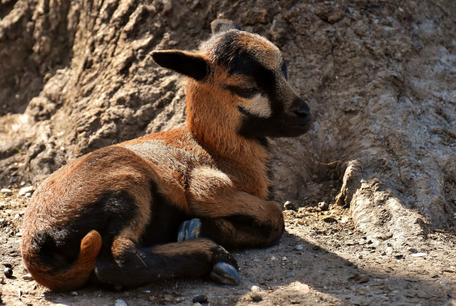Nikon D7200 sample photo. Sheep, reborn, young animal photography