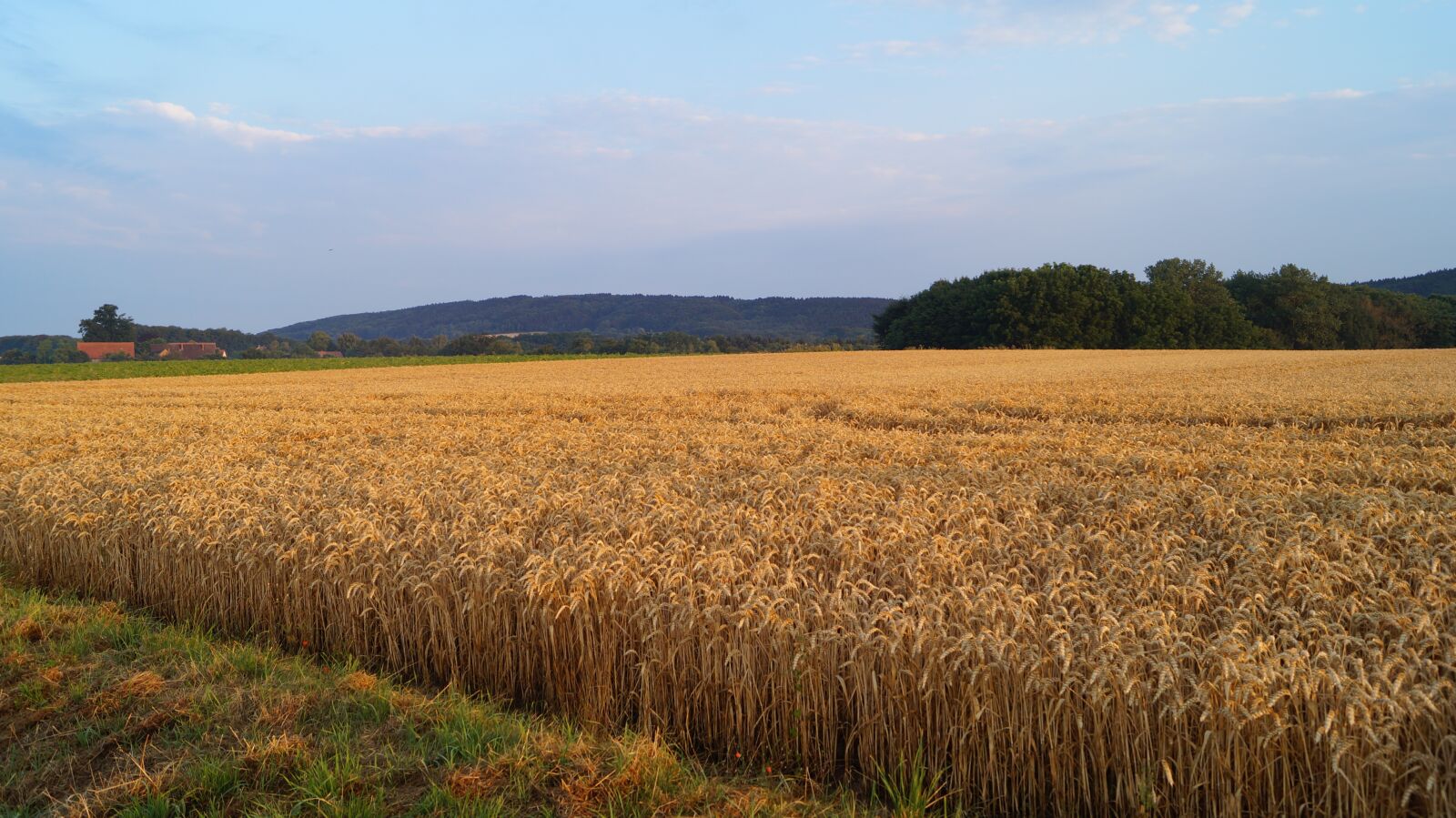 Sony DT 18-55mm F3.5-5.6 SAM II sample photo. Forest, meadow, nature photography