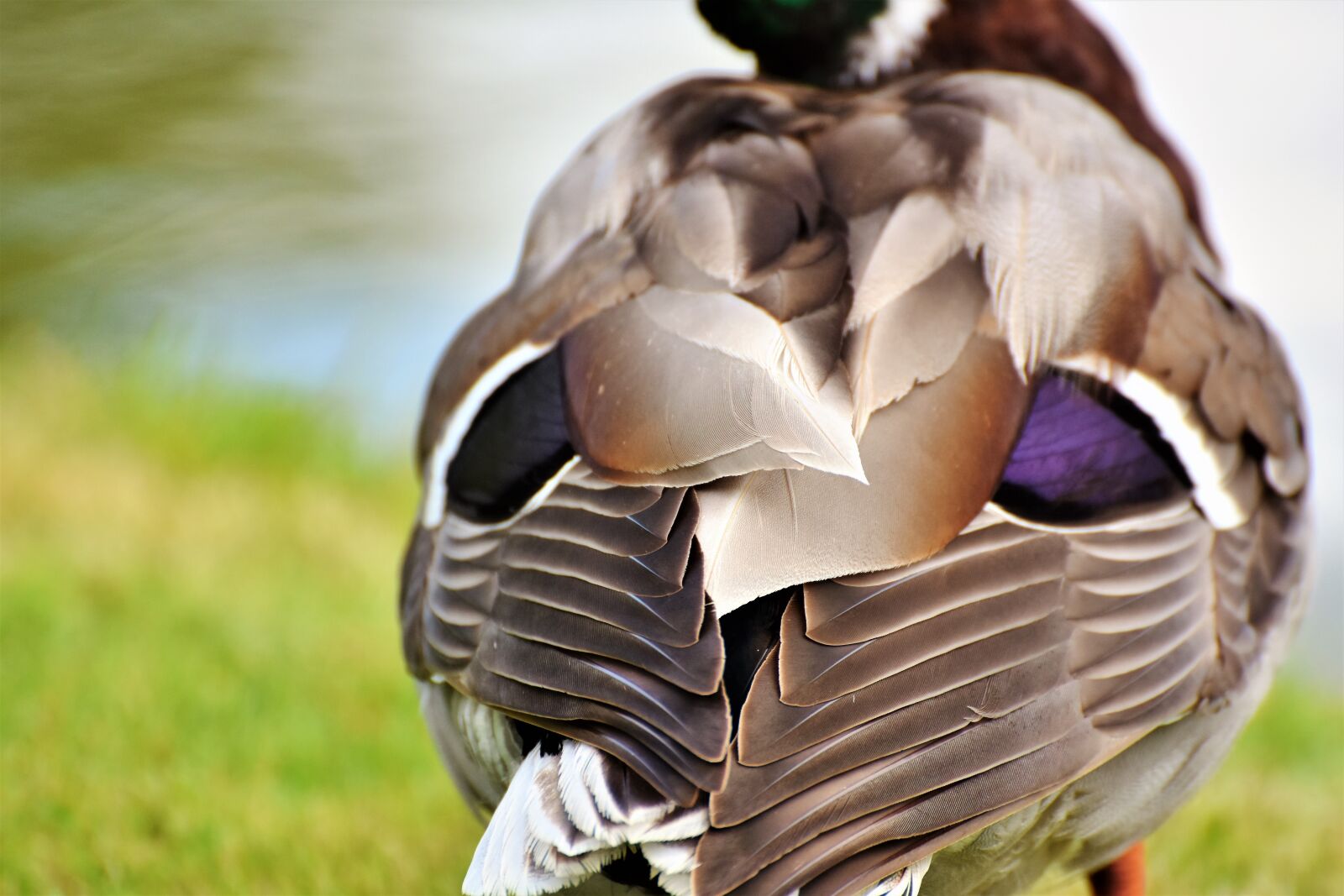 Nikon D7200 sample photo. Duck, bird, water bird photography