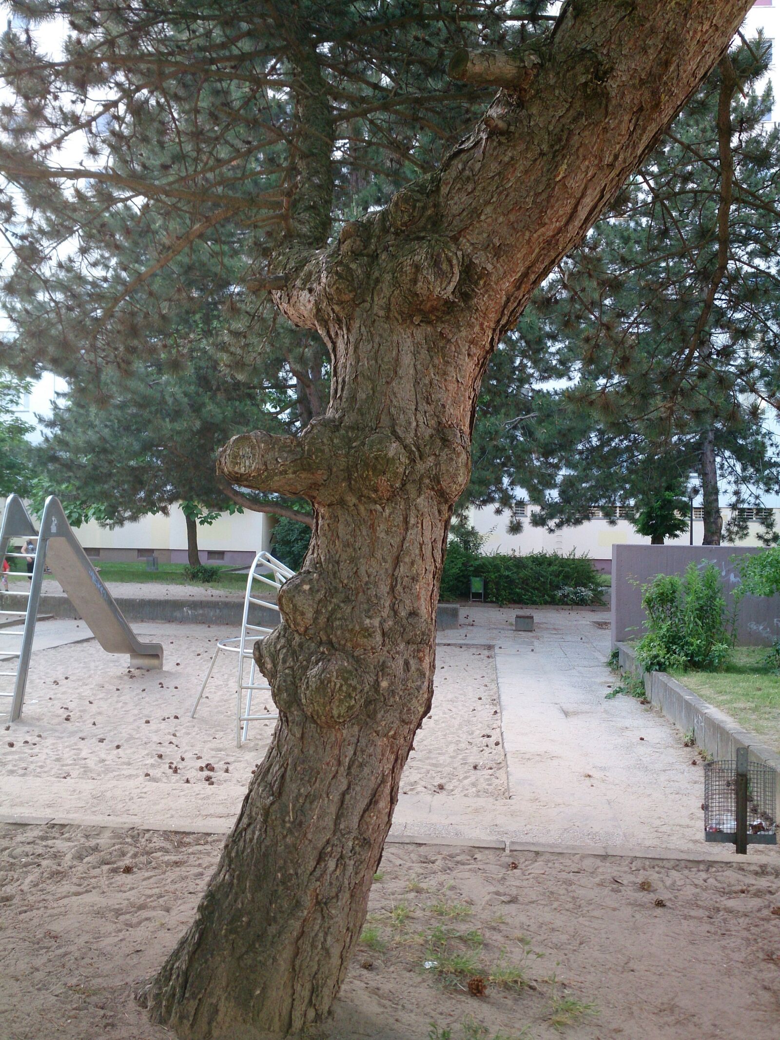Sony Xperia Z sample photo. Tree, face, tree face photography