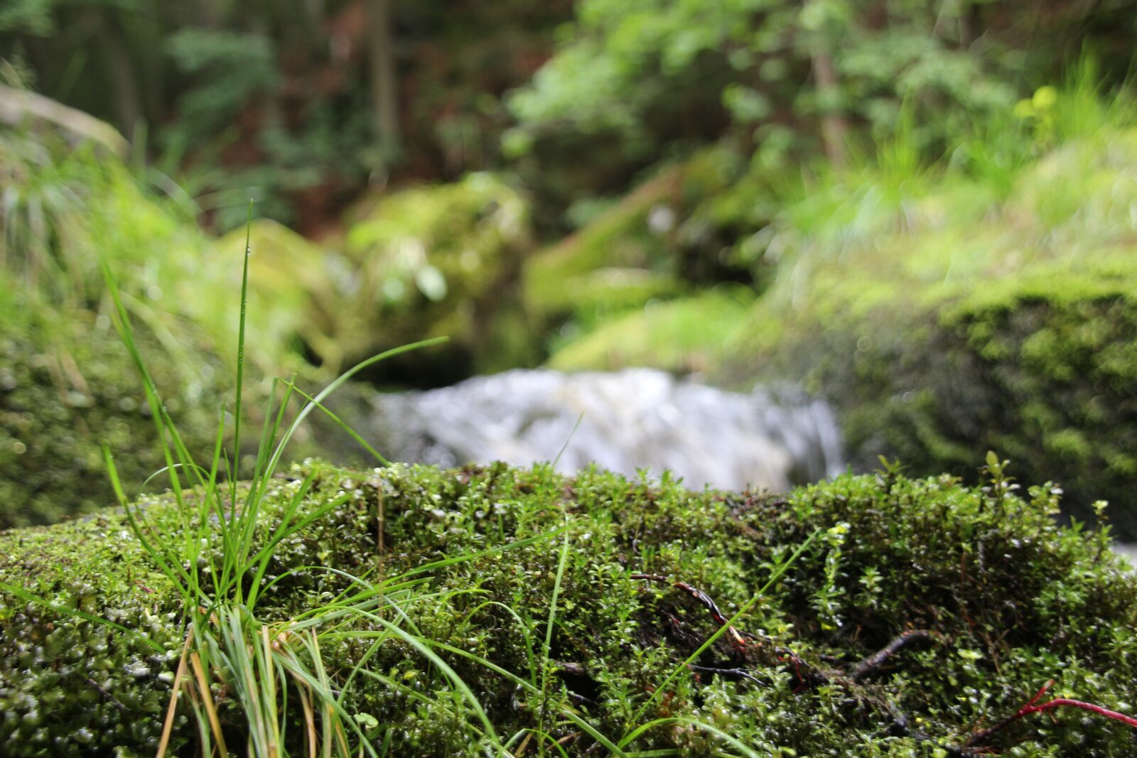 Canon EOS 650D (EOS Rebel T4i / EOS Kiss X6i) sample photo. Moss, water, waterfall photography