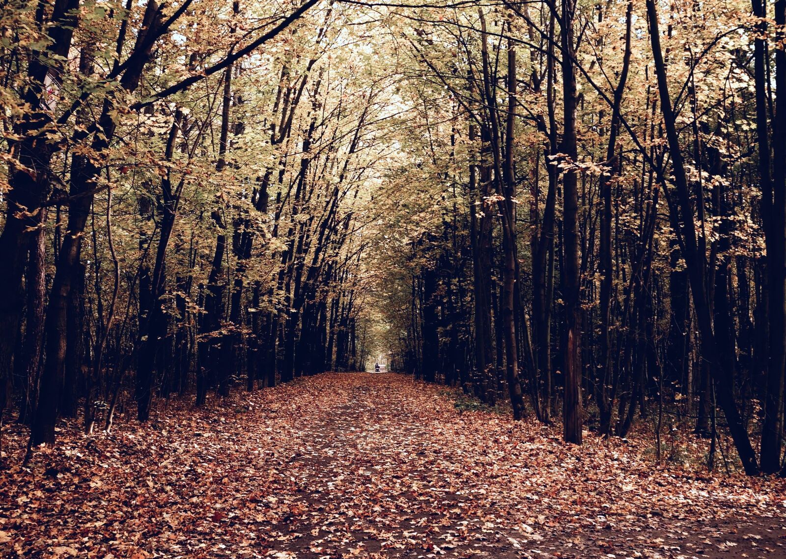 Sony Alpha NEX-F3 + Sony E 18-55mm F3.5-5.6 OSS sample photo. Forest path, trees, autumn photography