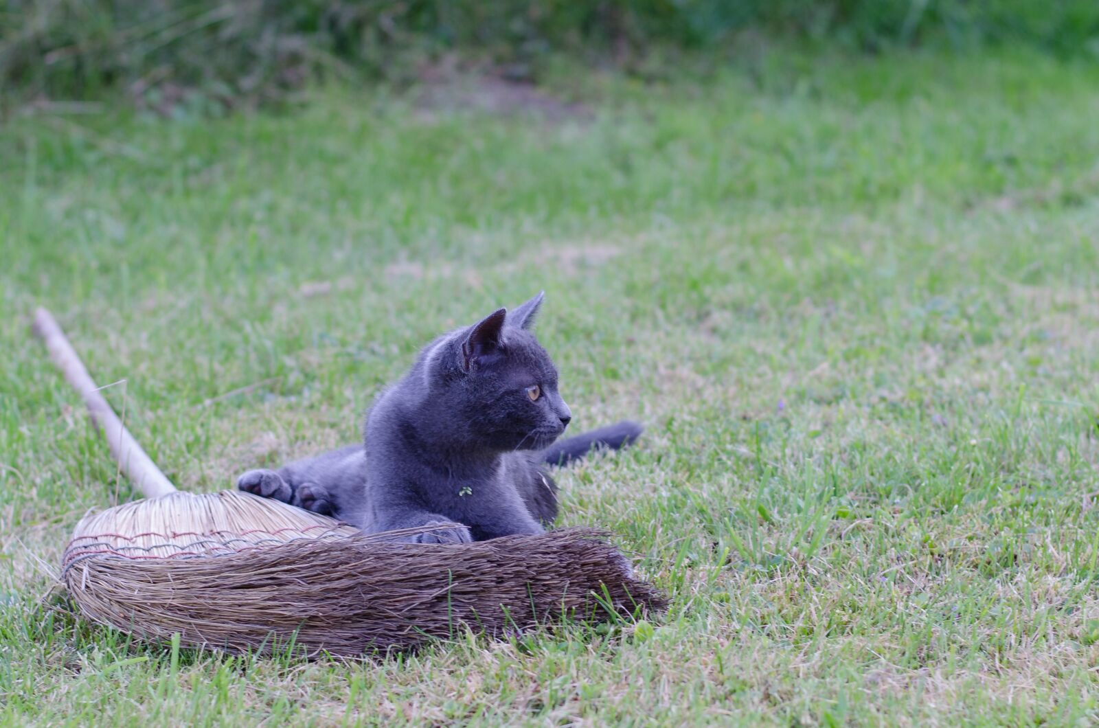 Nikon D5100 sample photo. Cat, meadow, animal photography