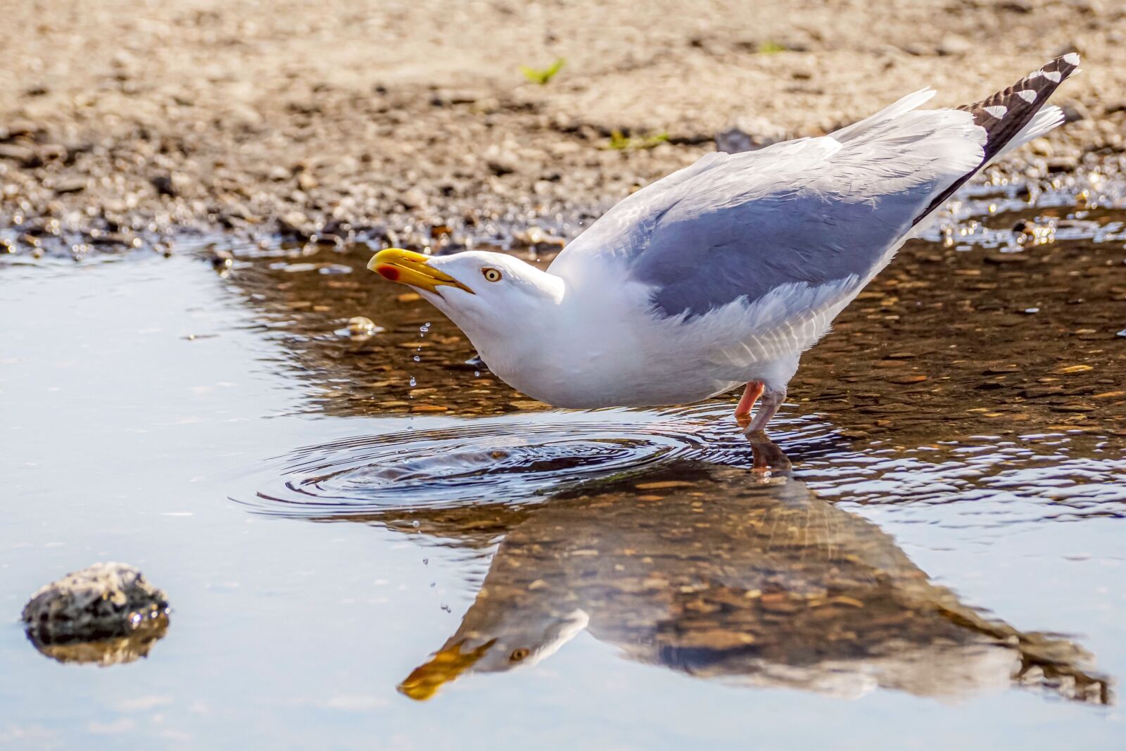 Sony DT 55-300mm F4.5-5.6 SAM sample photo. Gull, drink, water photography