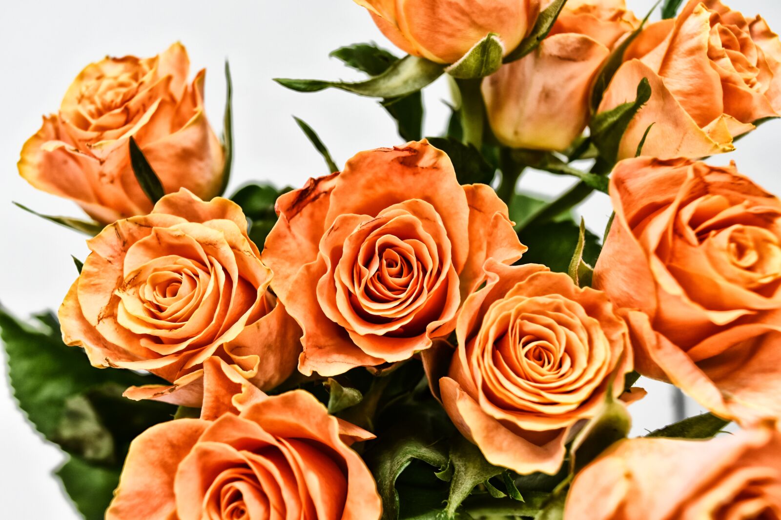 Nikon D7200 sample photo. Roses, flowers, blossom photography