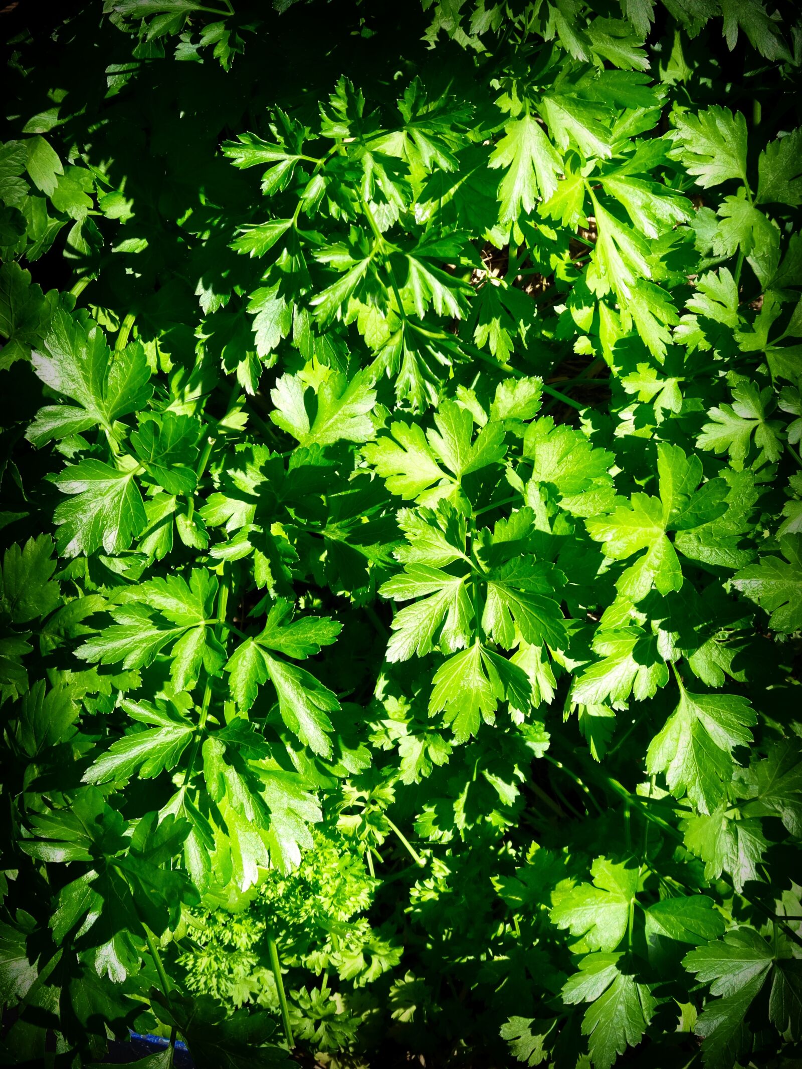Sony Cyber-shot DSC-HX90V sample photo. Herb, parsley, leaves photography