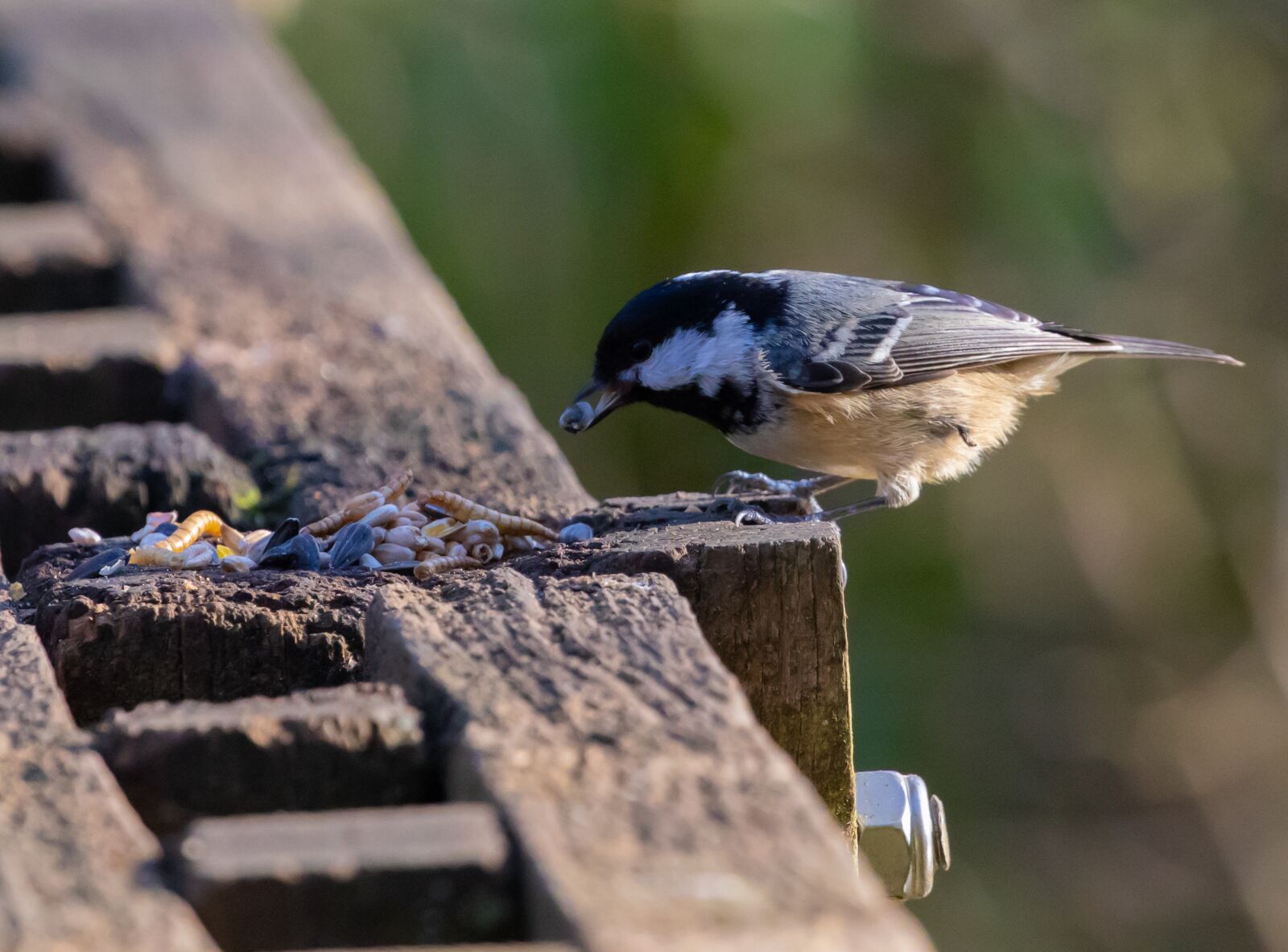 Canon EOS 7D Mark II sample photo. Willow tit, willowtit, feeding photography