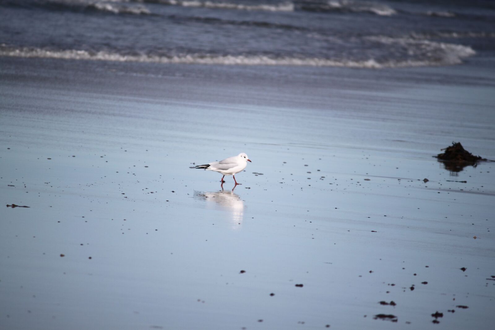 Canon EOS 500D (EOS Rebel T1i / EOS Kiss X3) sample photo. Bird, mirrored, seagull photography