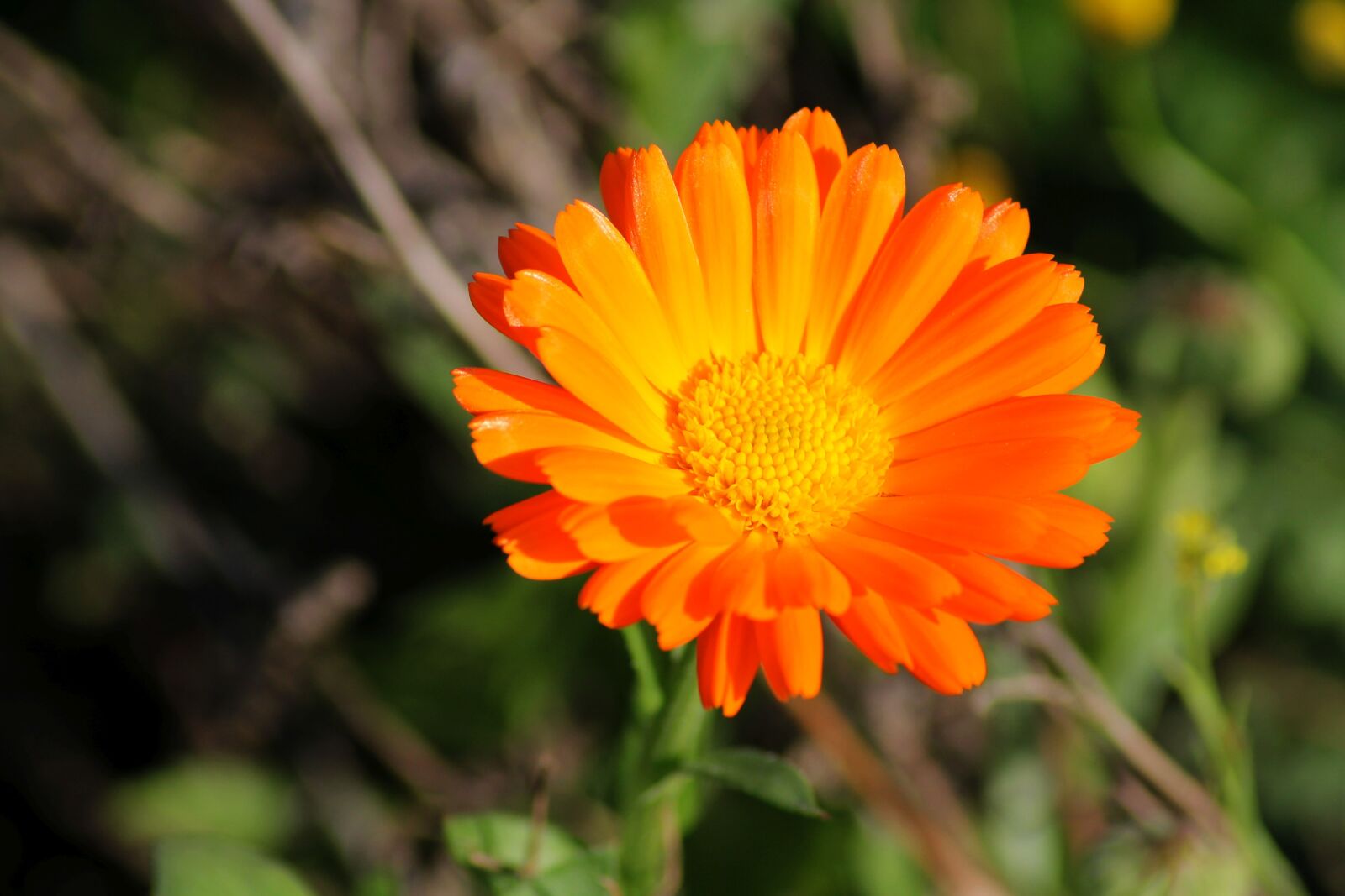 Canon EOS 1100D (EOS Rebel T3 / EOS Kiss X50) sample photo. Marigold, green manure, medicinal photography