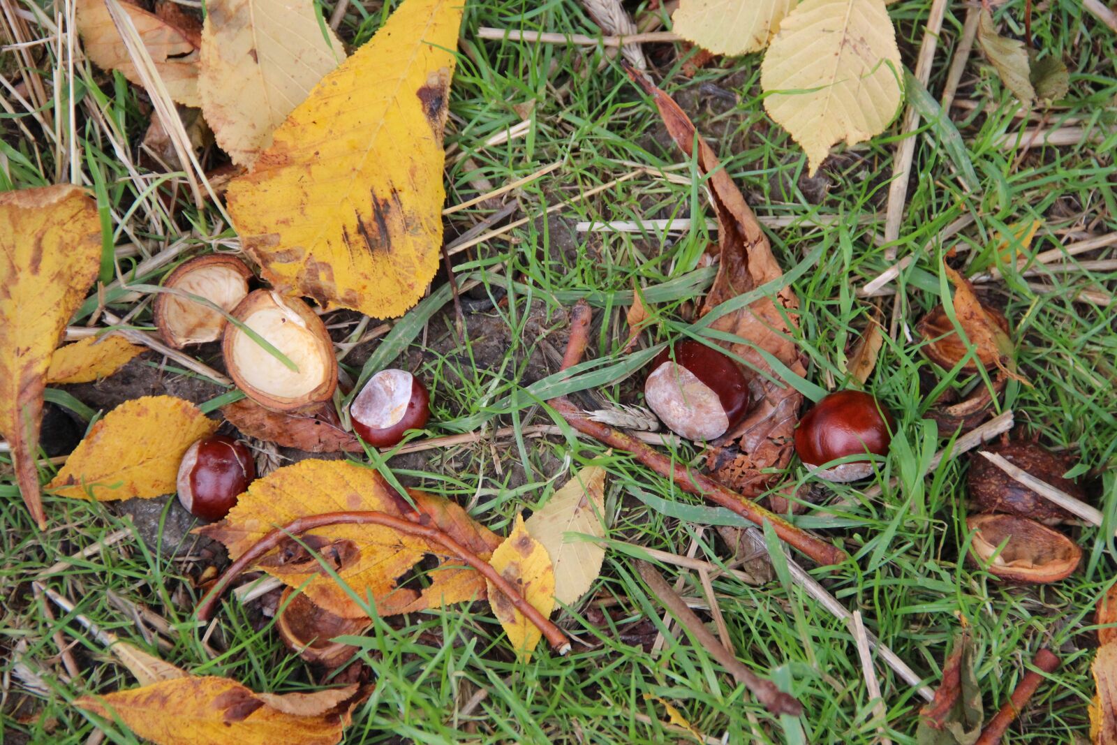Canon EOS 600D (Rebel EOS T3i / EOS Kiss X5) sample photo. Chestnut, autumn, chestnut leaves photography