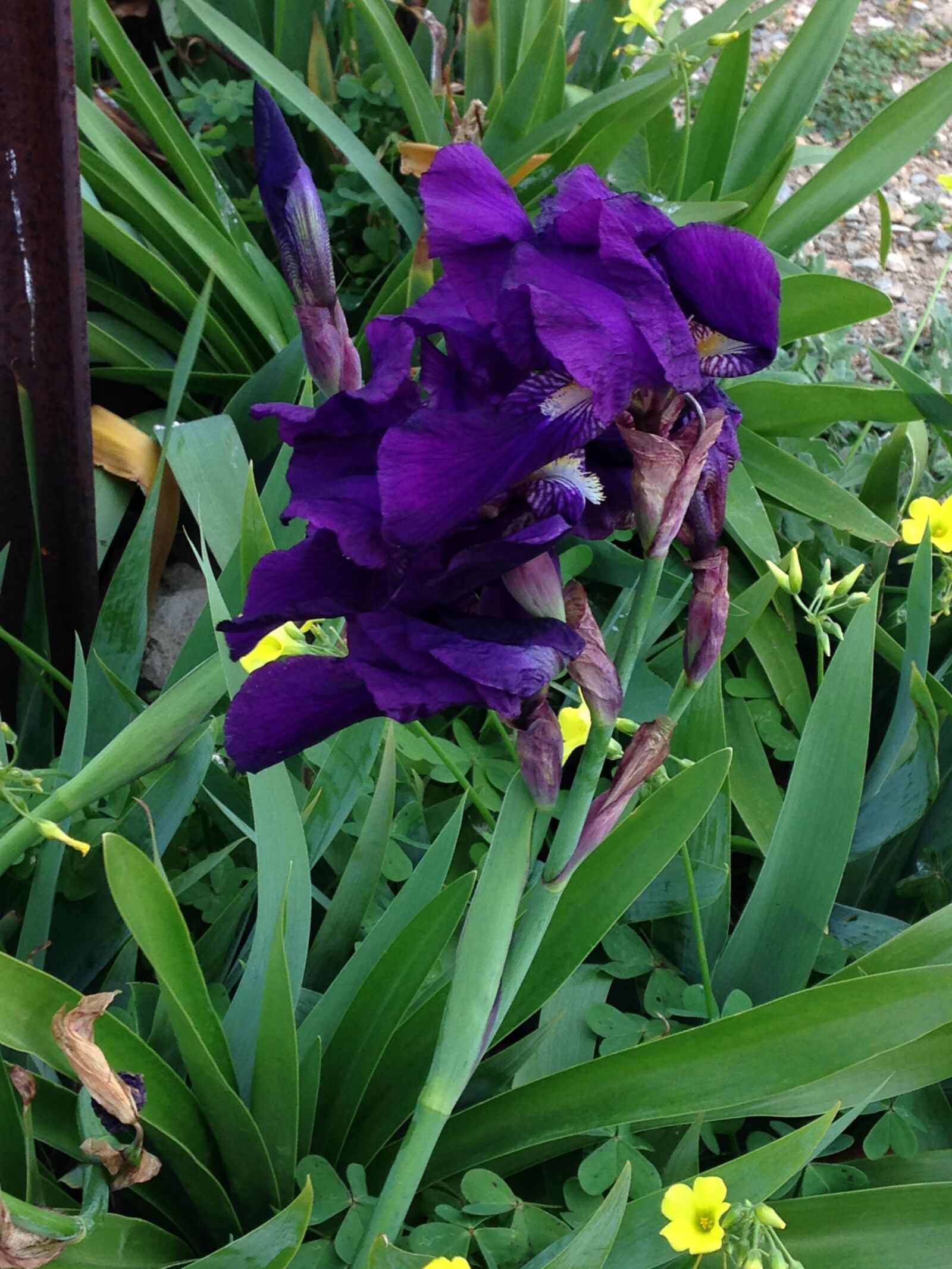 iPhone 5c back camera 4.12mm f/2.4 sample photo. Flower, flowers, purple, flowers photography