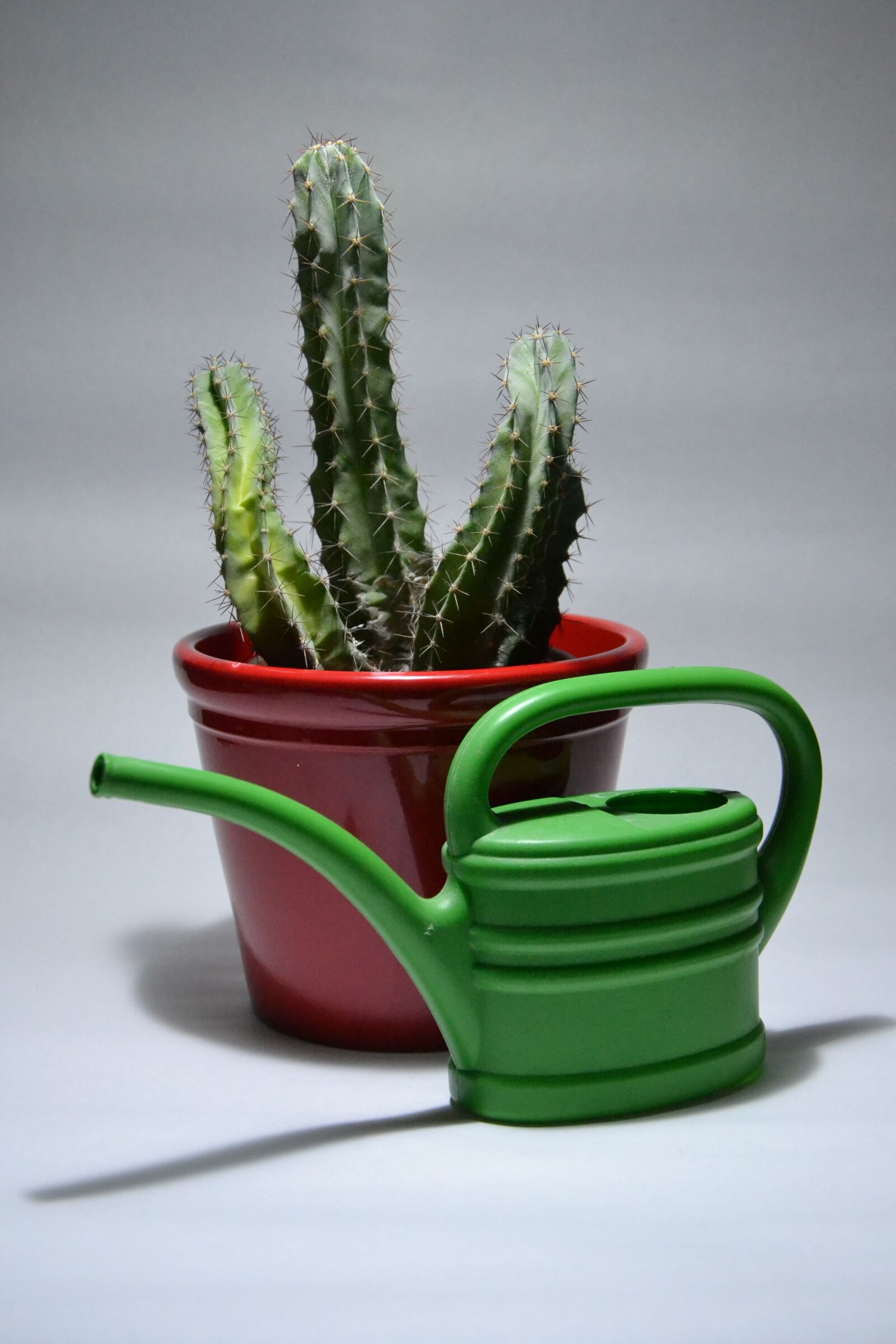 Nikon D3100 sample photo. Cactus, plant, pot photography