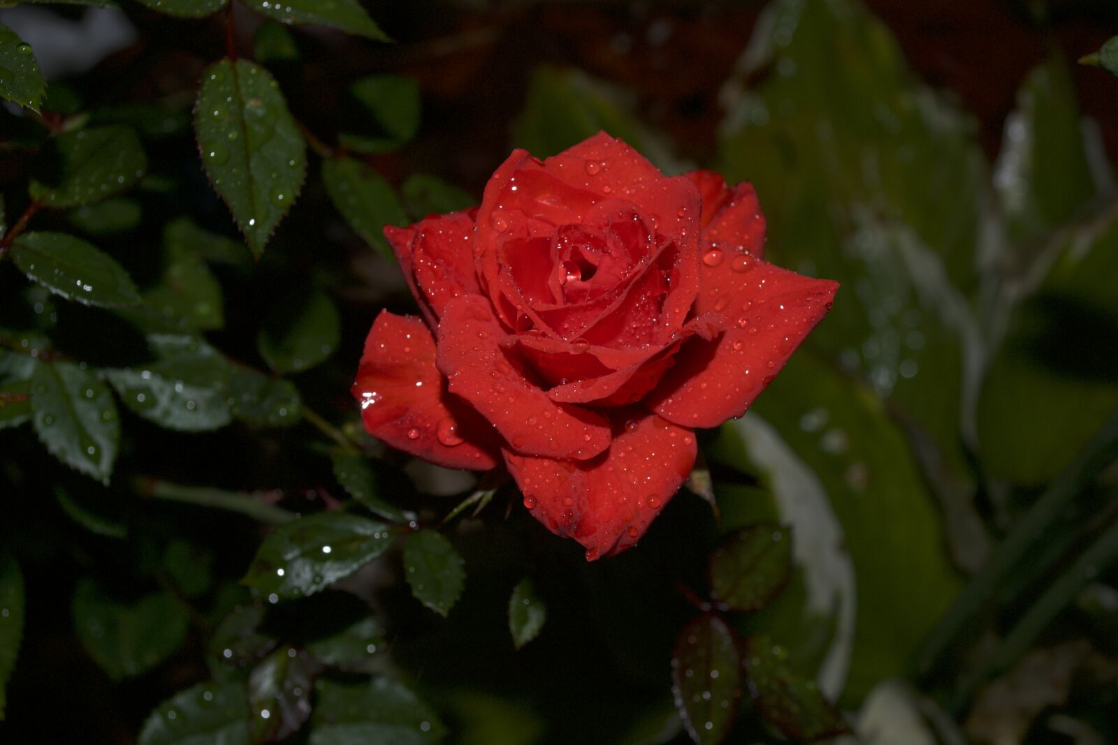 Nikon D3100 sample photo. Flower, plants, tulip photography