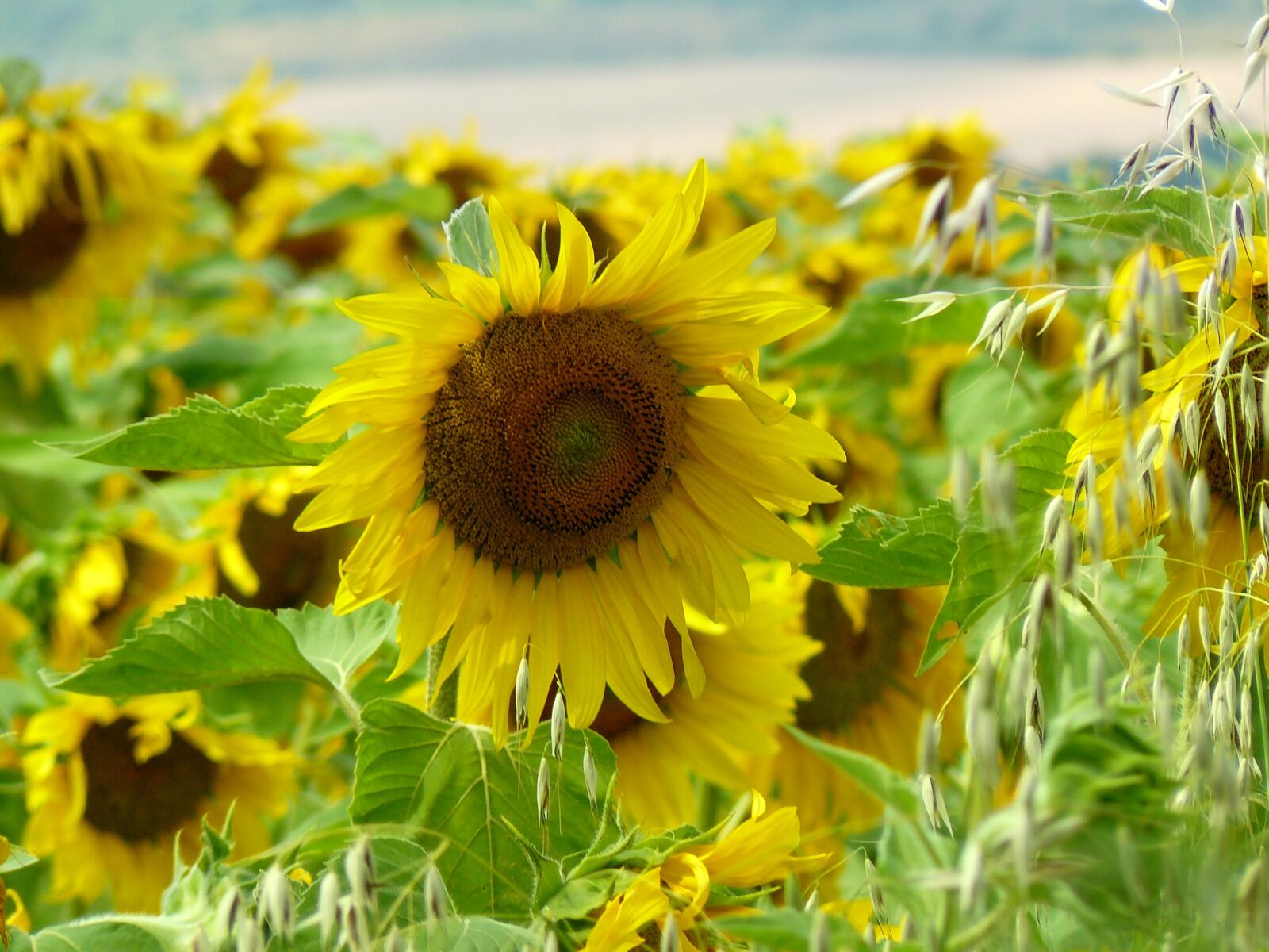Panasonic DMC-FZ8 sample photo. Sunflower, field, flower photography