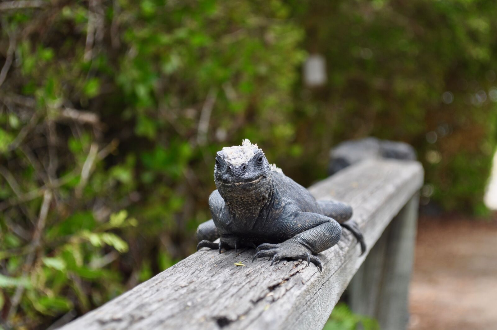Nikon D5000 sample photo. Iguana, lizard, reptile photography
