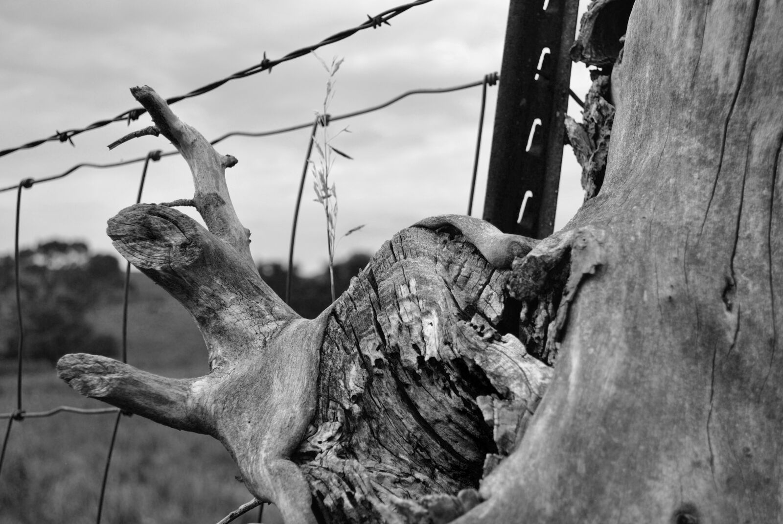 Nikon D3000 sample photo. Fence, barbed wire, tree photography