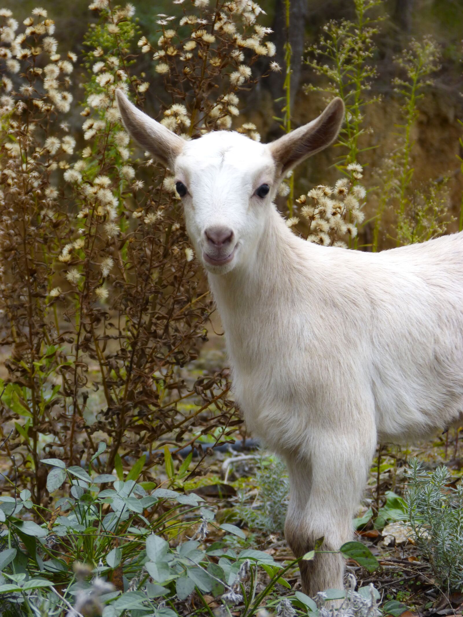 Panasonic DMC-FZ62 sample photo. Cabrita, kid, goat photography