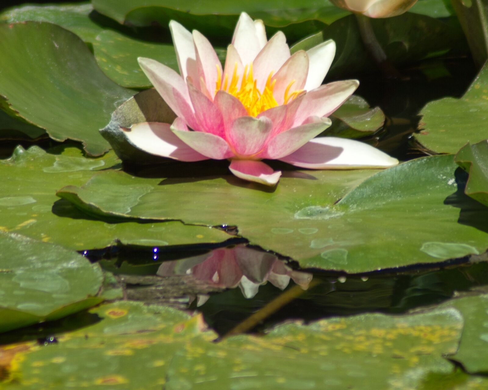 Nikon D3200 sample photo. Waterlily, pink, filoli photography