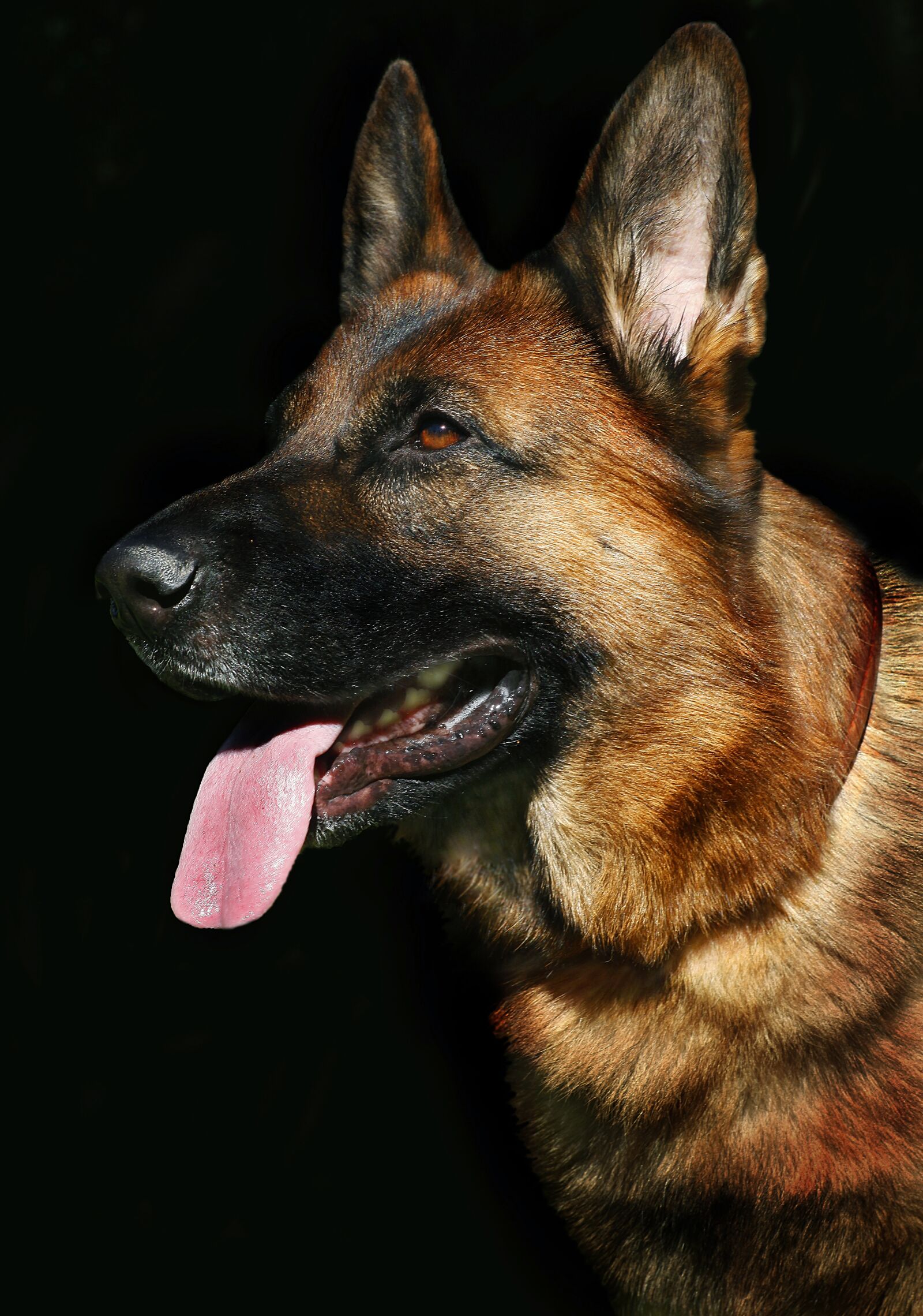 Canon EOS 5D Mark II sample photo. Dog portrait, dog, german photography
