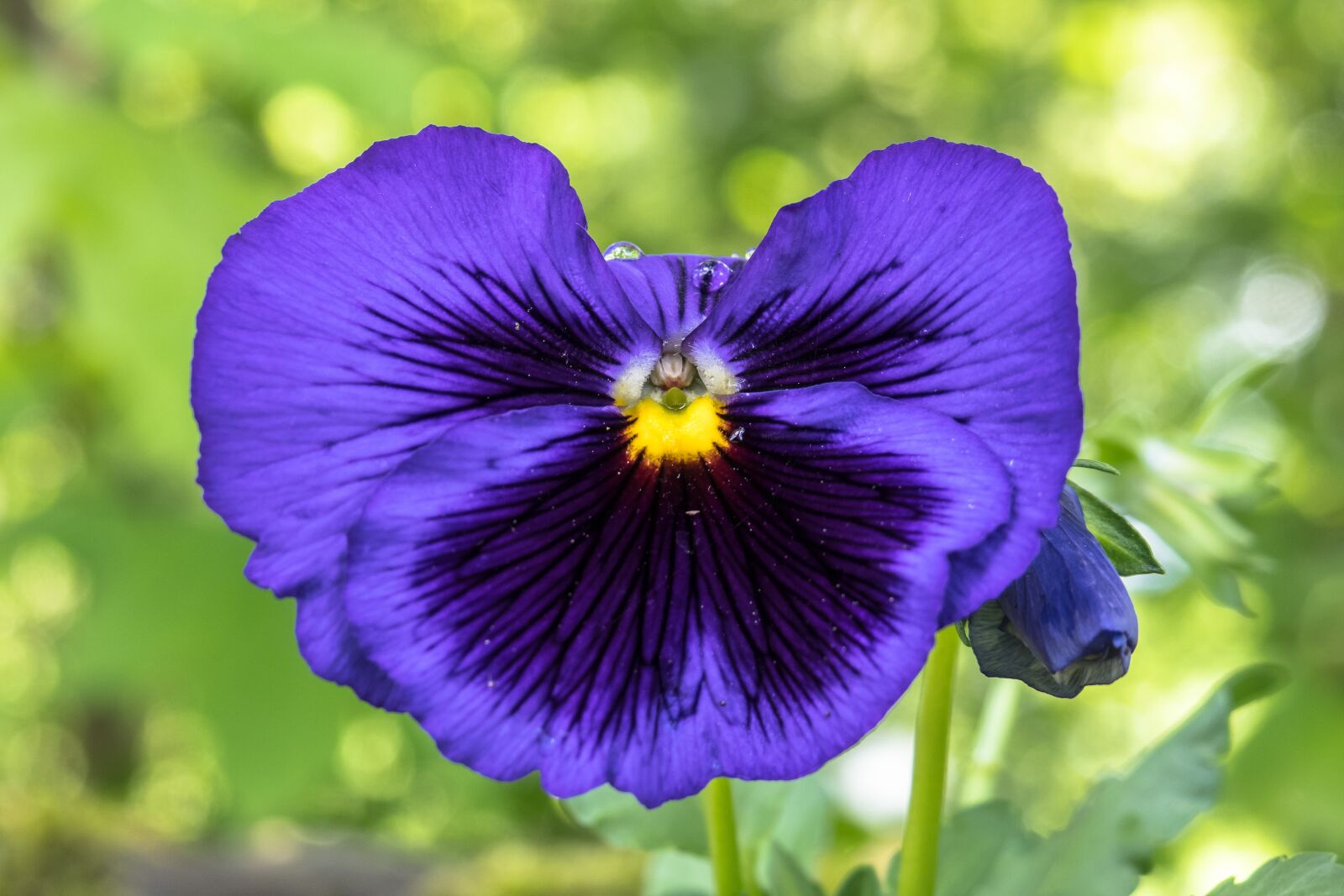 Canon PowerShot G3 X sample photo. Pansy, blossom, bloom photography