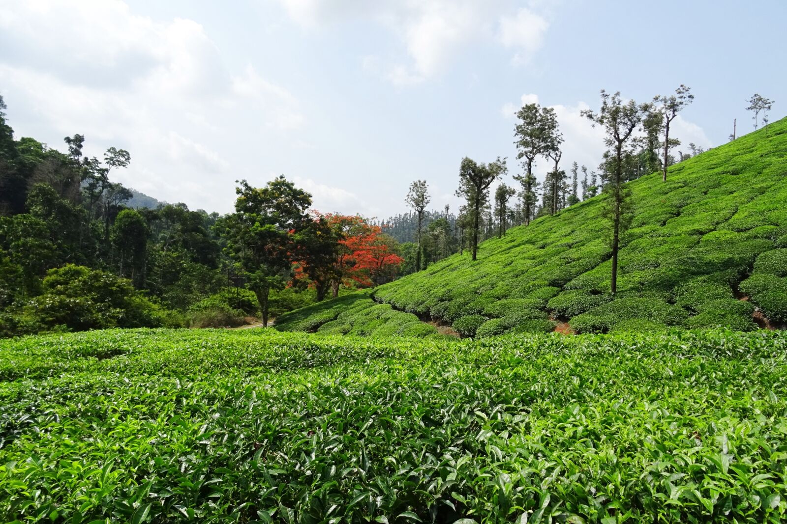 Sony DSC-HX60V sample photo. Tea garden, tea, plant photography