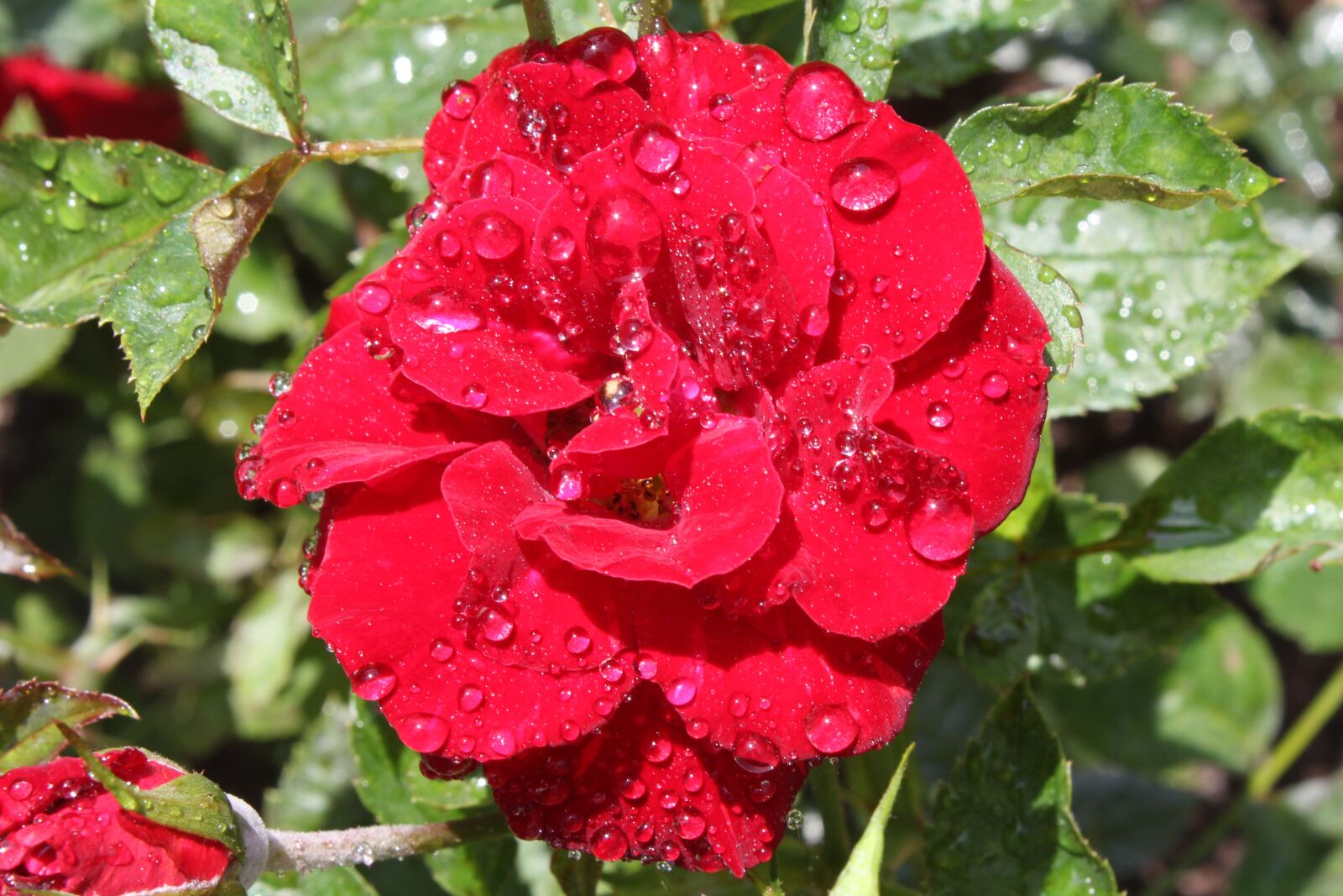 Canon EOS 550D (EOS Rebel T2i / EOS Kiss X4) sample photo. Rose bloom, flower, red photography