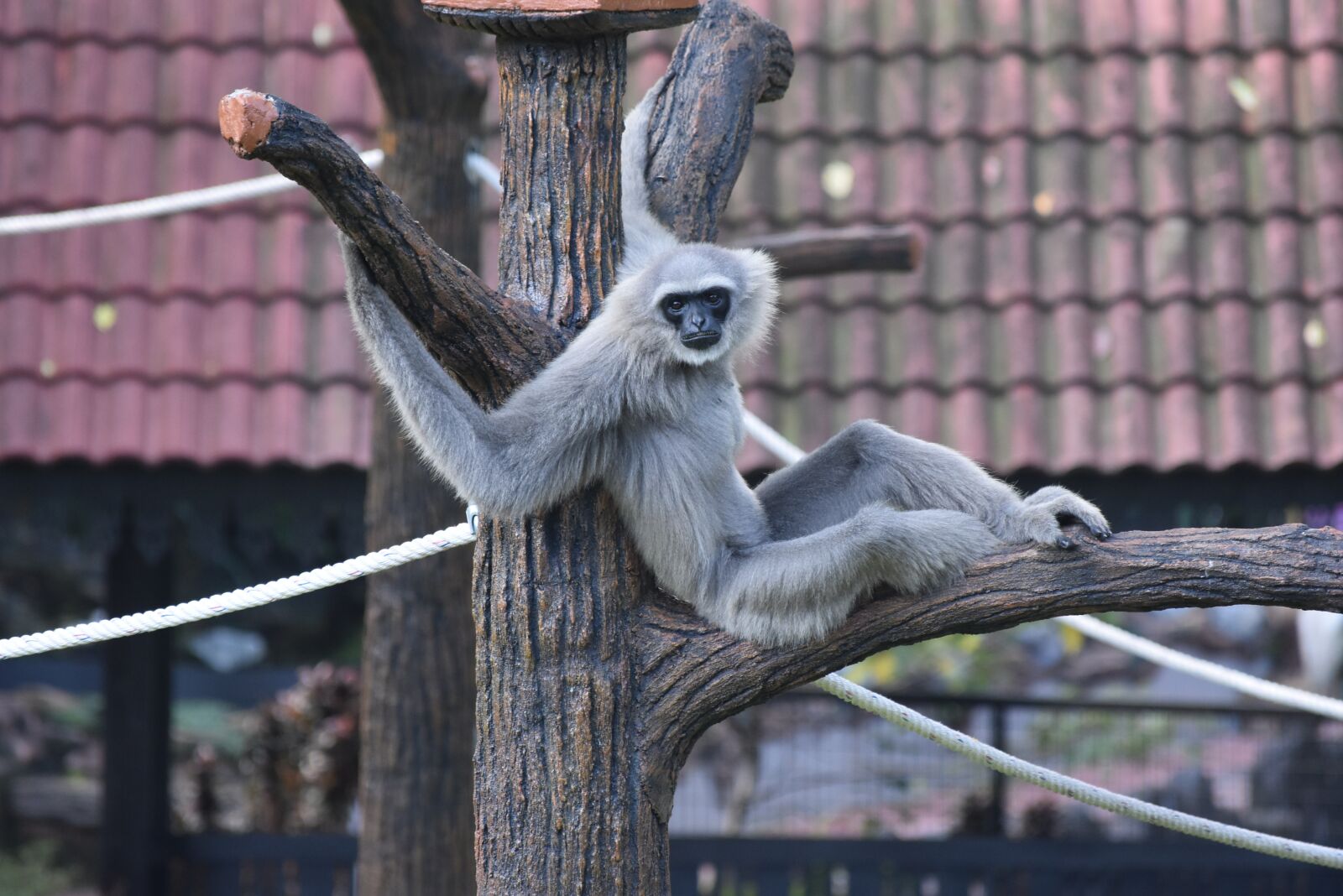 Nikon D3400 sample photo. Monkey, primate, malaysia photography