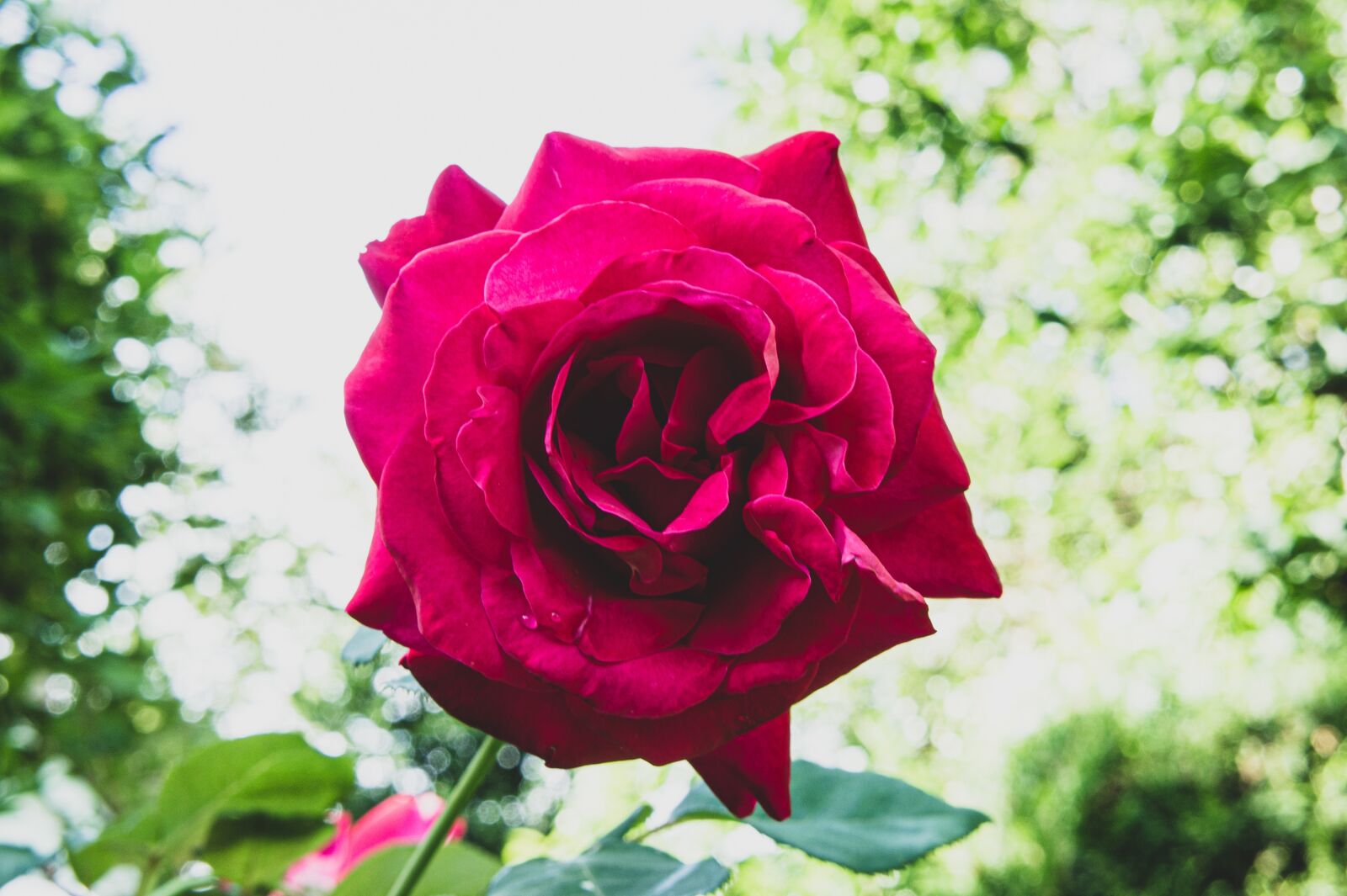Sony Alpha NEX-3 sample photo. Pink, garden, roses photography