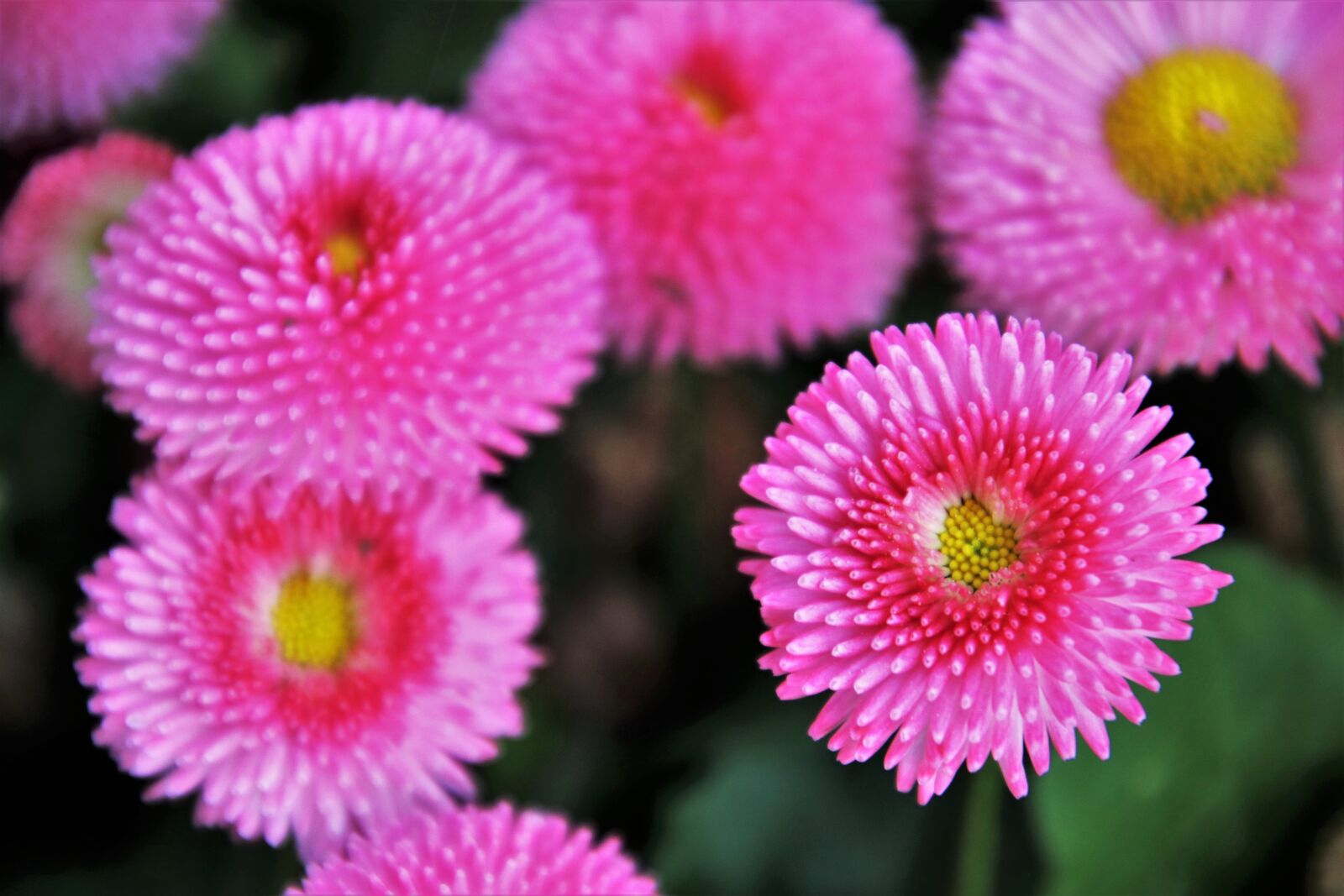 Canon EOS 80D sample photo. Daisies, flower, nature photography