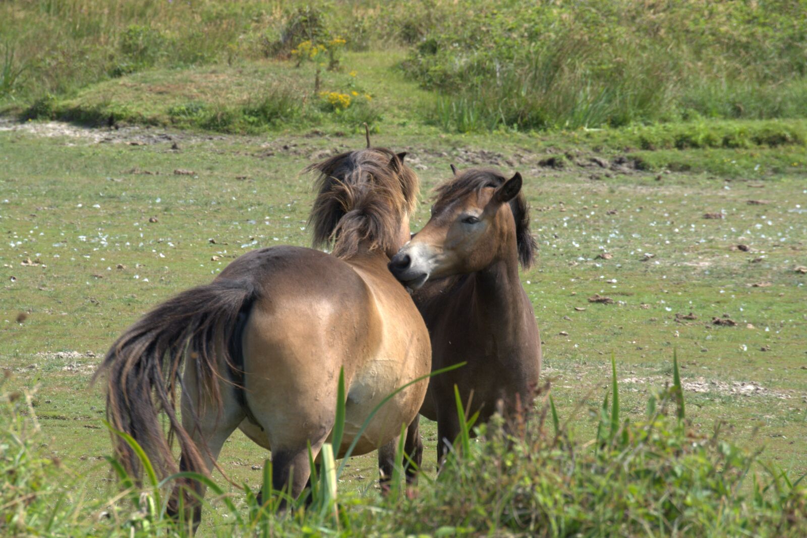 Nikon D5200 sample photo. Wild horses, duinen van photography