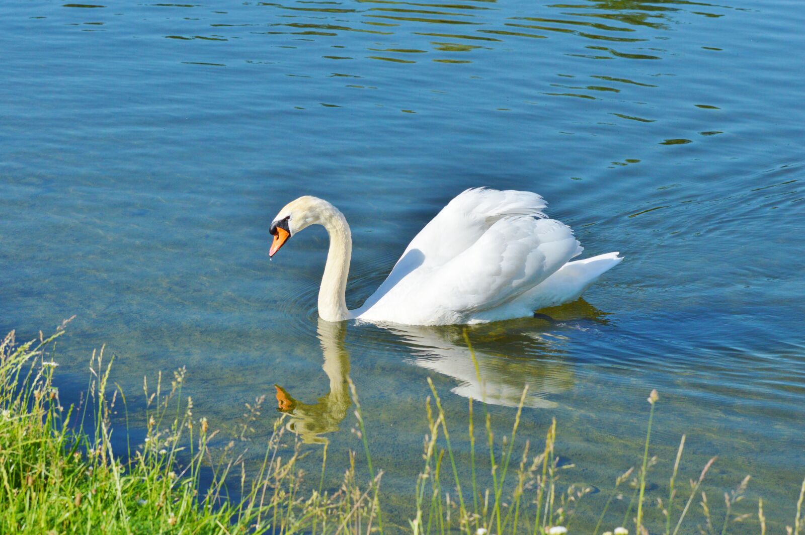 Nikon D3200 sample photo. Swan, bird, water bird photography