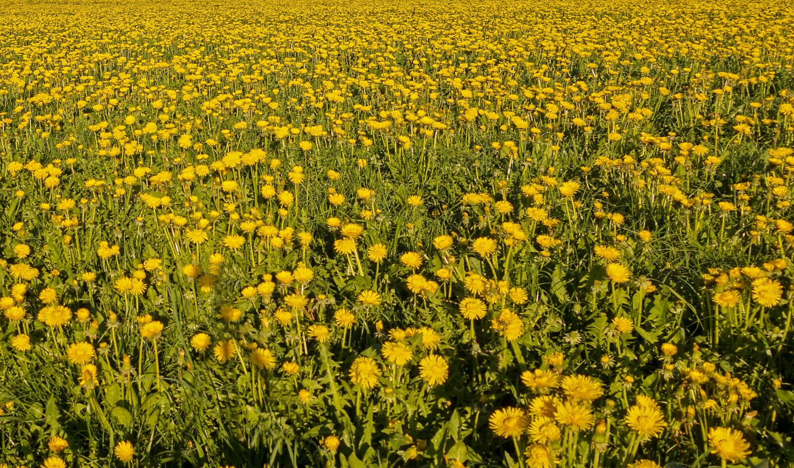 Sony Cyber-shot DSC-RX100 III sample photo. Dandelion, meadow, flower meadow photography