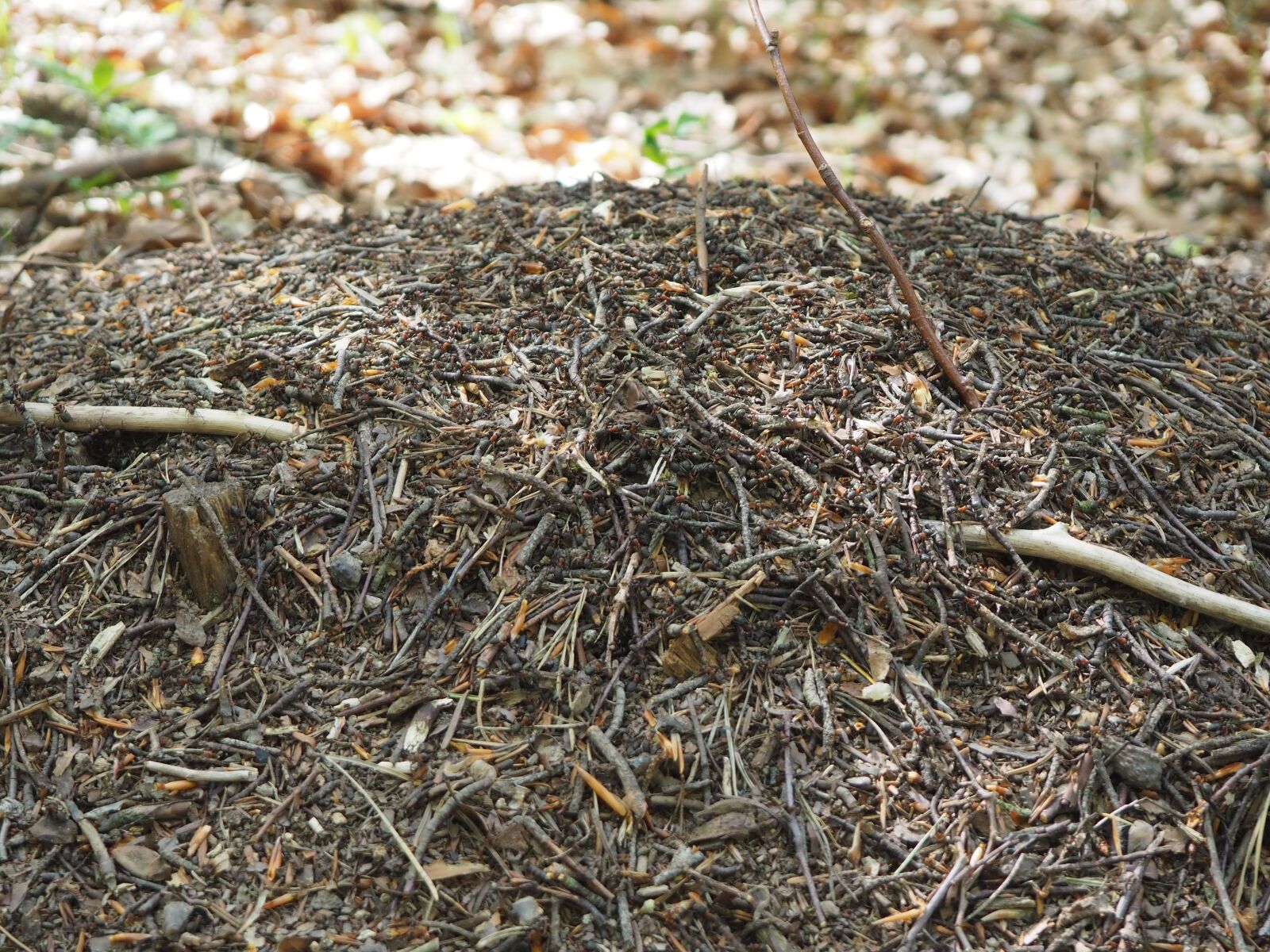 Olympus OM-D E-M10 III sample photo. Ants, animal, forest photography