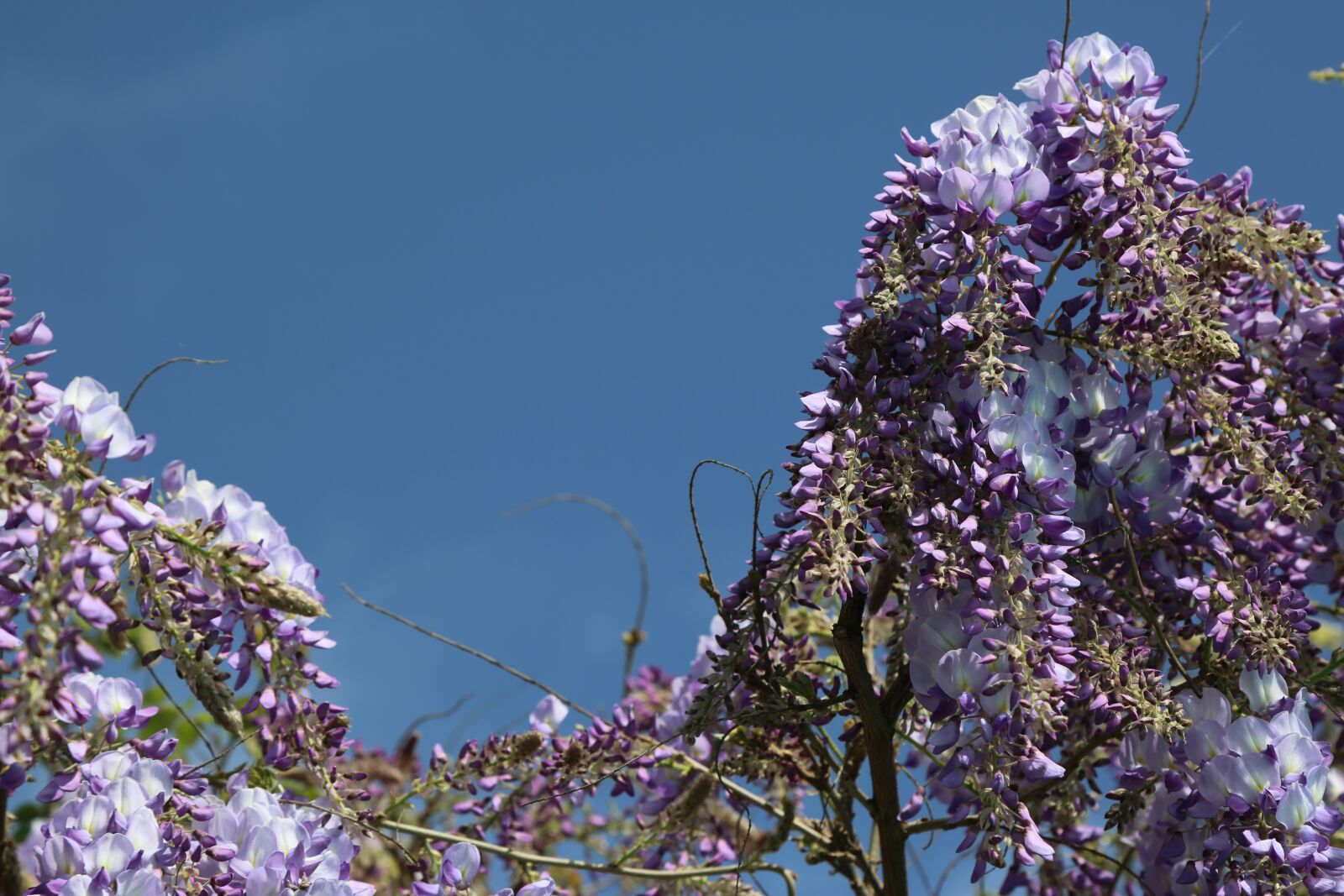 Canon EF 24-105mm F4L IS USM sample photo. Flower, plant, tree photography