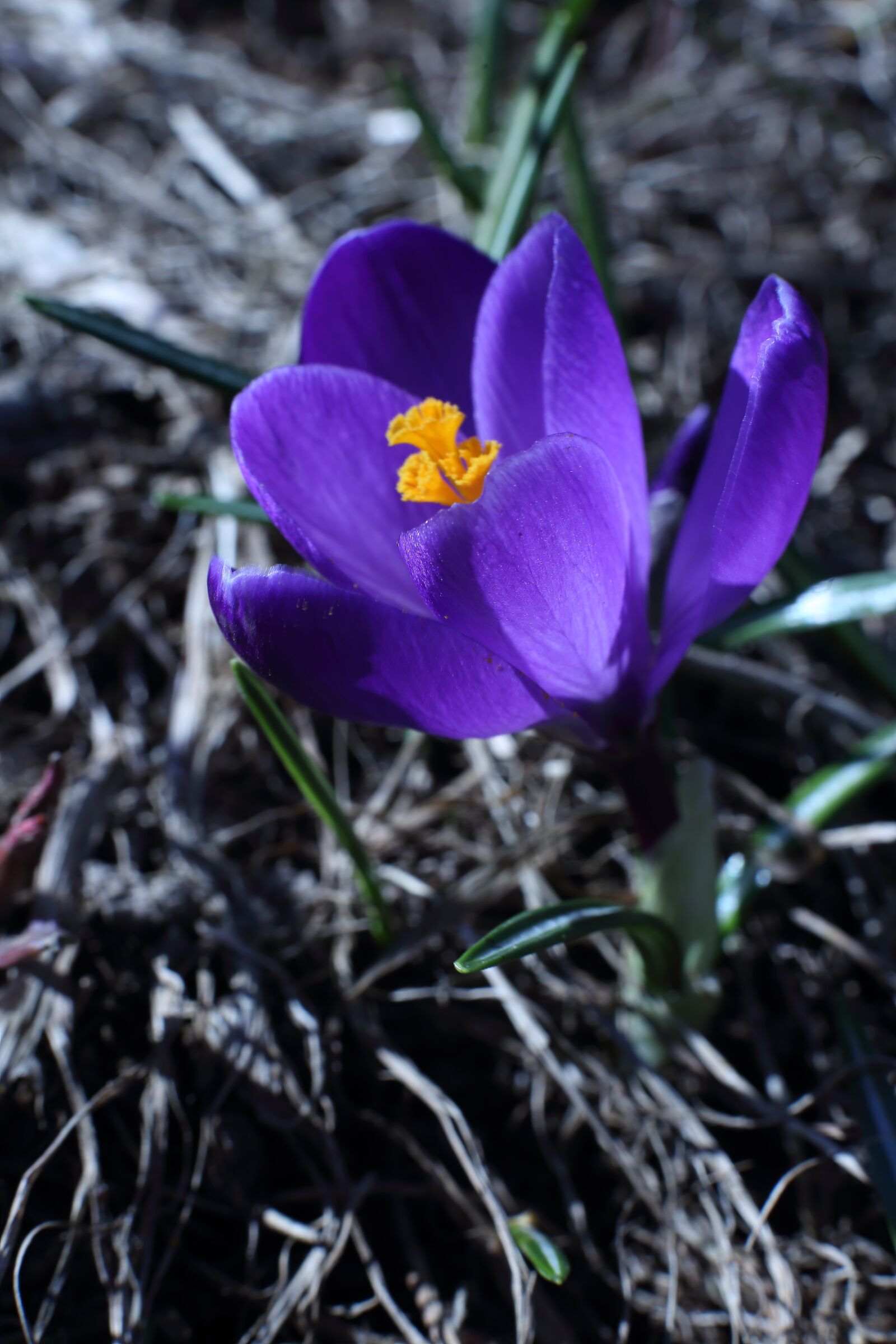 Canon EOS 6D sample photo. Flower, crocus, spring photography