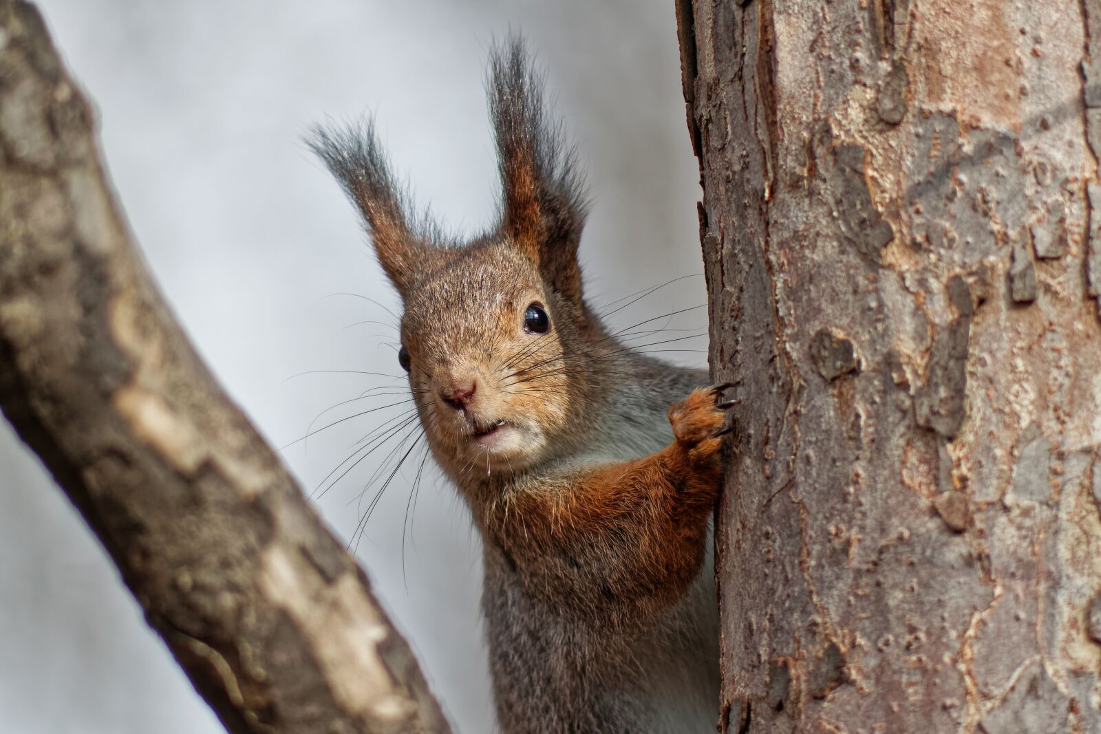 Canon EOS 500D (EOS Rebel T1i / EOS Kiss X3) sample photo. Squirrel, animal, portrait photography