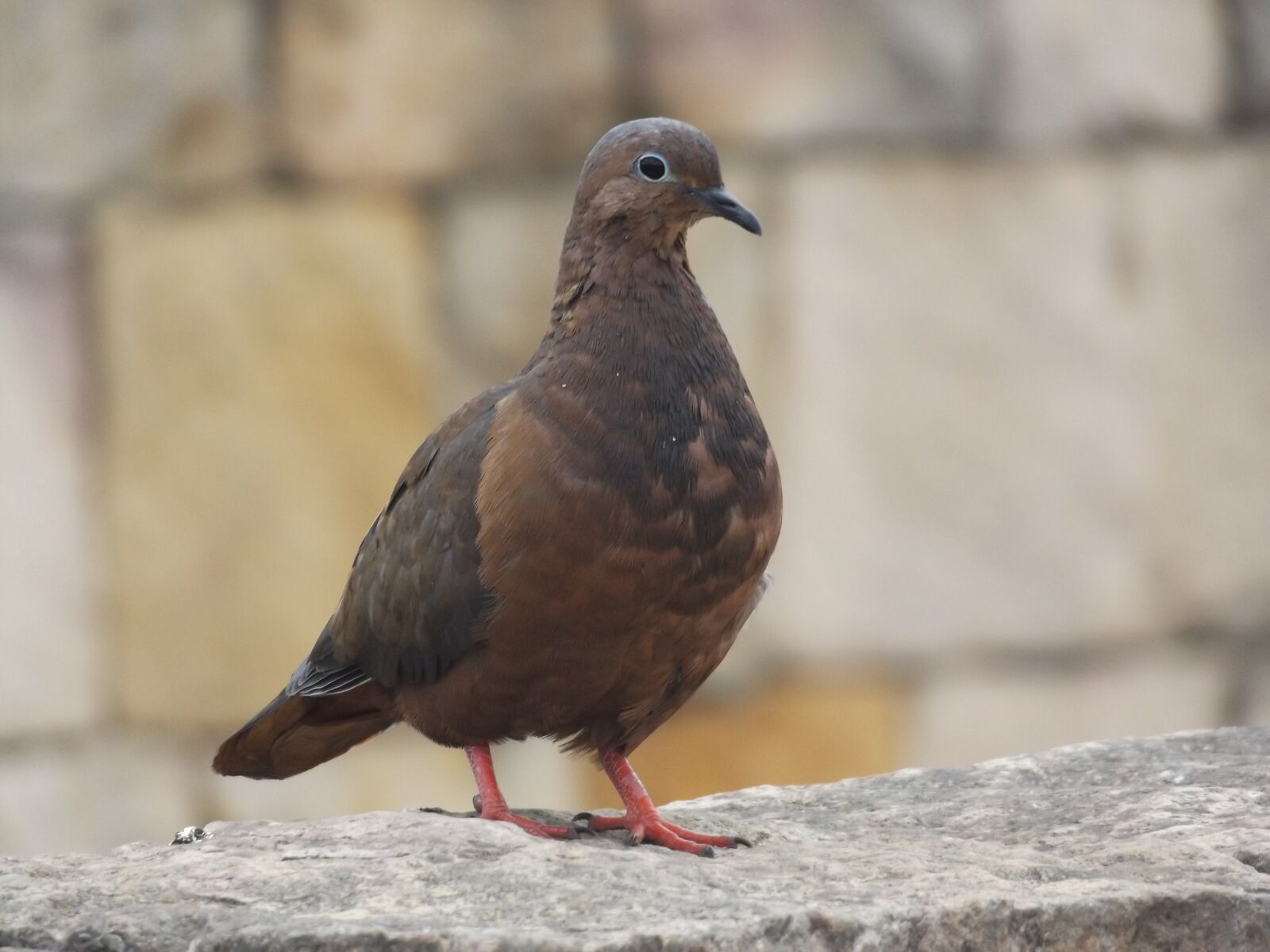 Fujifilm FinePix S8600 sample photo. Paloma, ave, bird photography