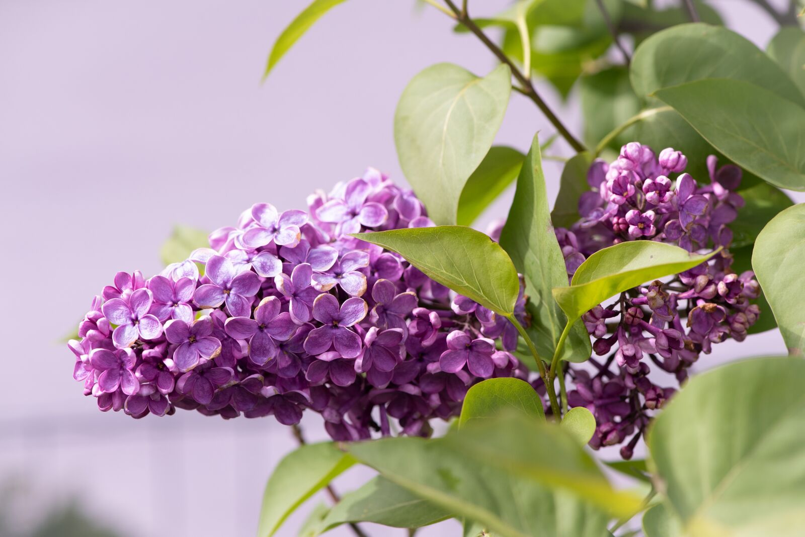 Nikon D750 sample photo. Lilac, purple, garden photography