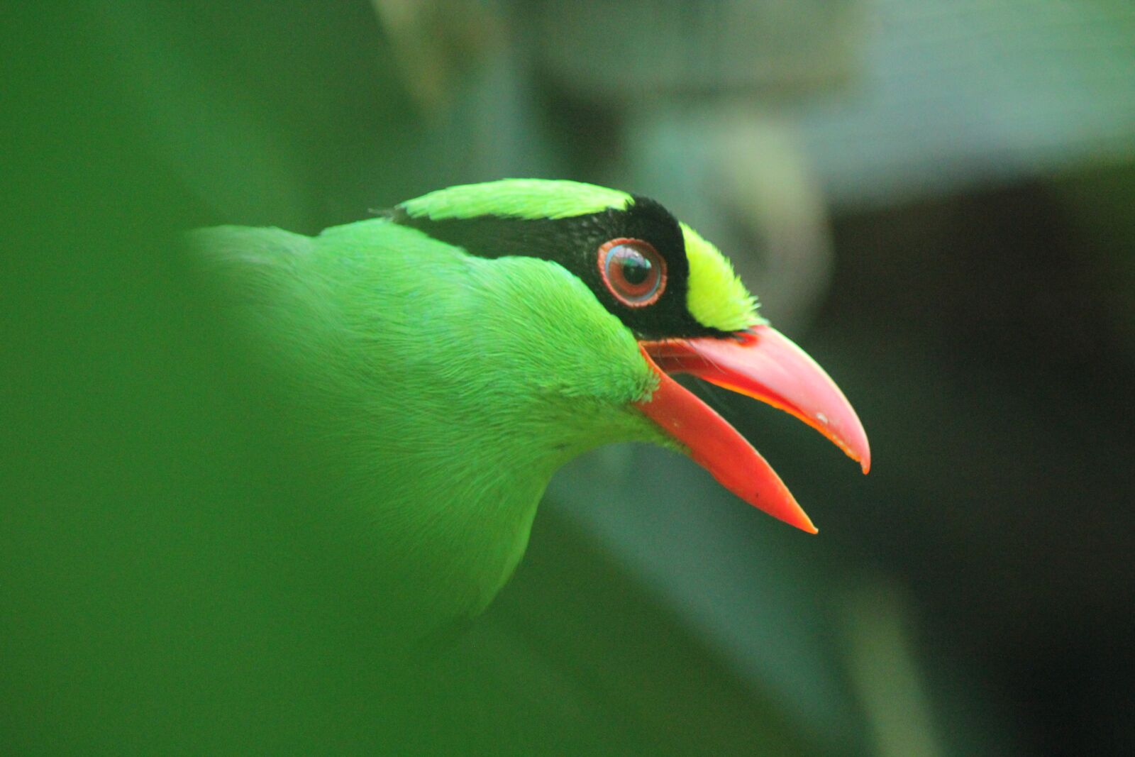 Canon EOS 550D (EOS Rebel T2i / EOS Kiss X4) sample photo. Javan green magpie, bird photography