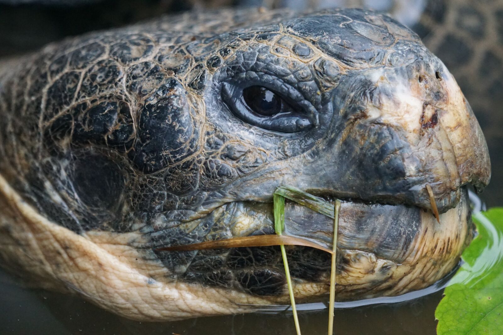 Sony ILCA-77M2 + Sony 70-400mm F4-5.6 G SSM sample photo. Giant tortoise, gal pagos photography