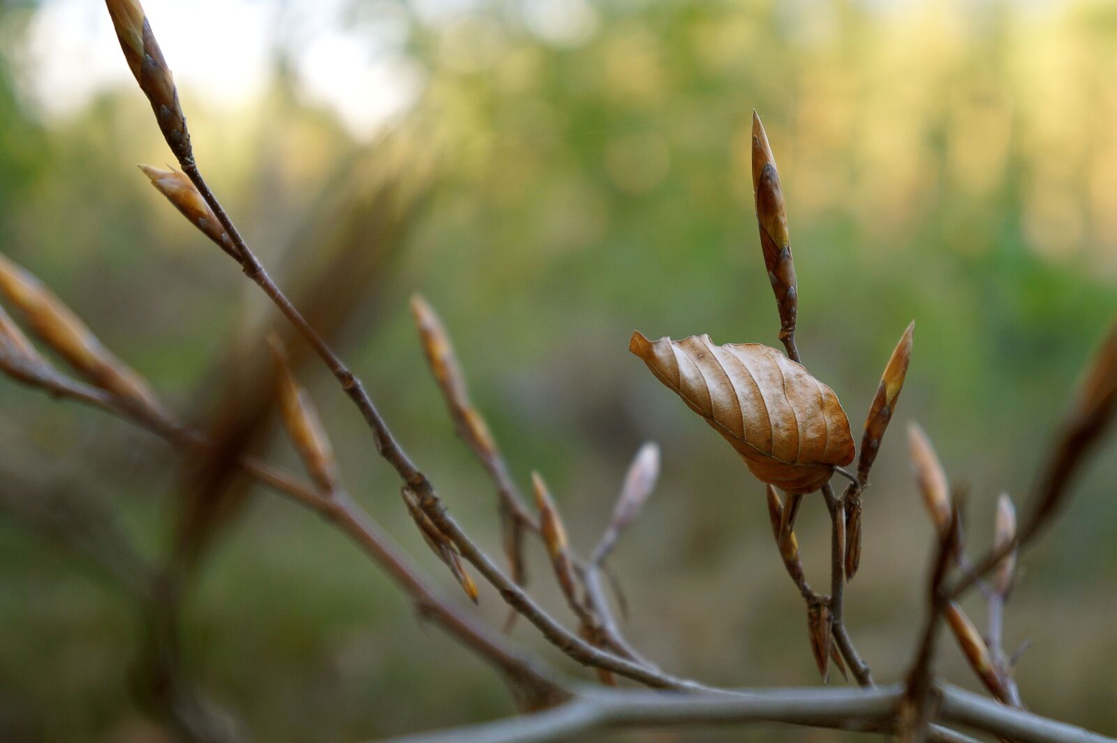 Sony Alpha a3000 + Sony E 18-55mm F3.5-5.6 OSS sample photo. Nature, foliage, branch photography