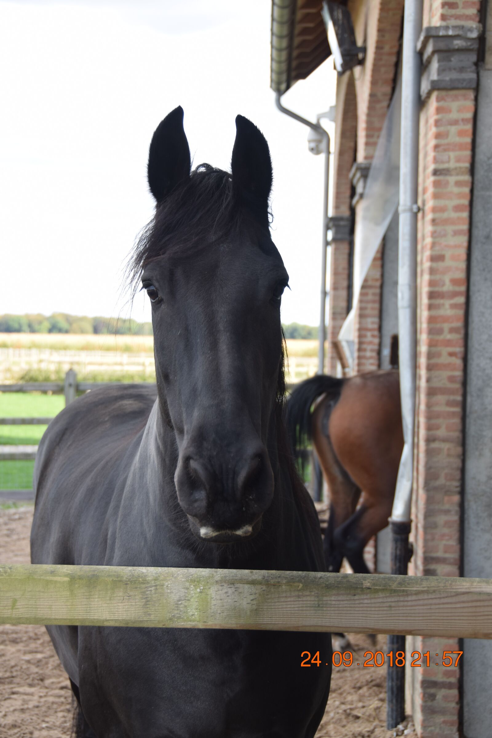 Nikon D3300 sample photo. Stable, horses, race photography