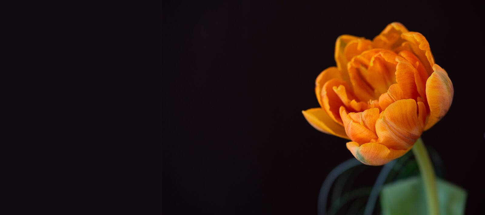 Nikon D750 sample photo. Tulip, orange, orange tulip photography